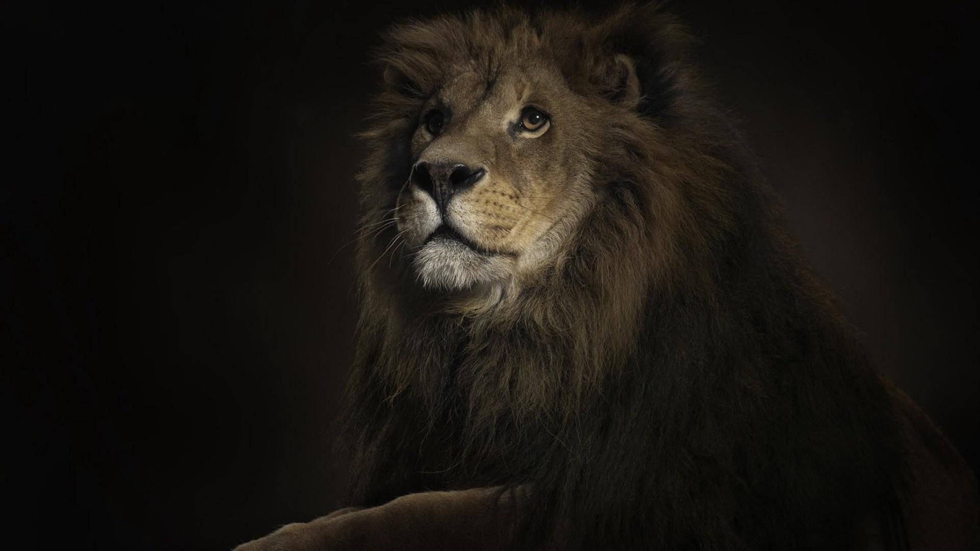 Lion, jungle, black background, Full HD Desktop Wallpaper