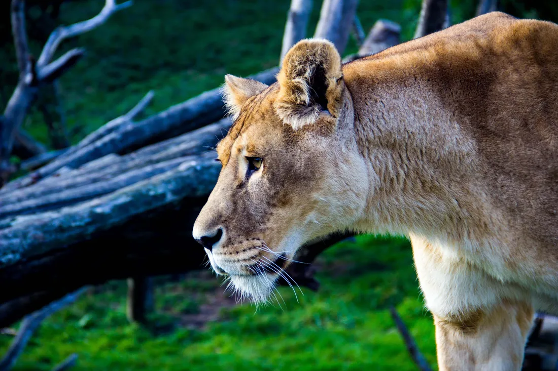Lioness