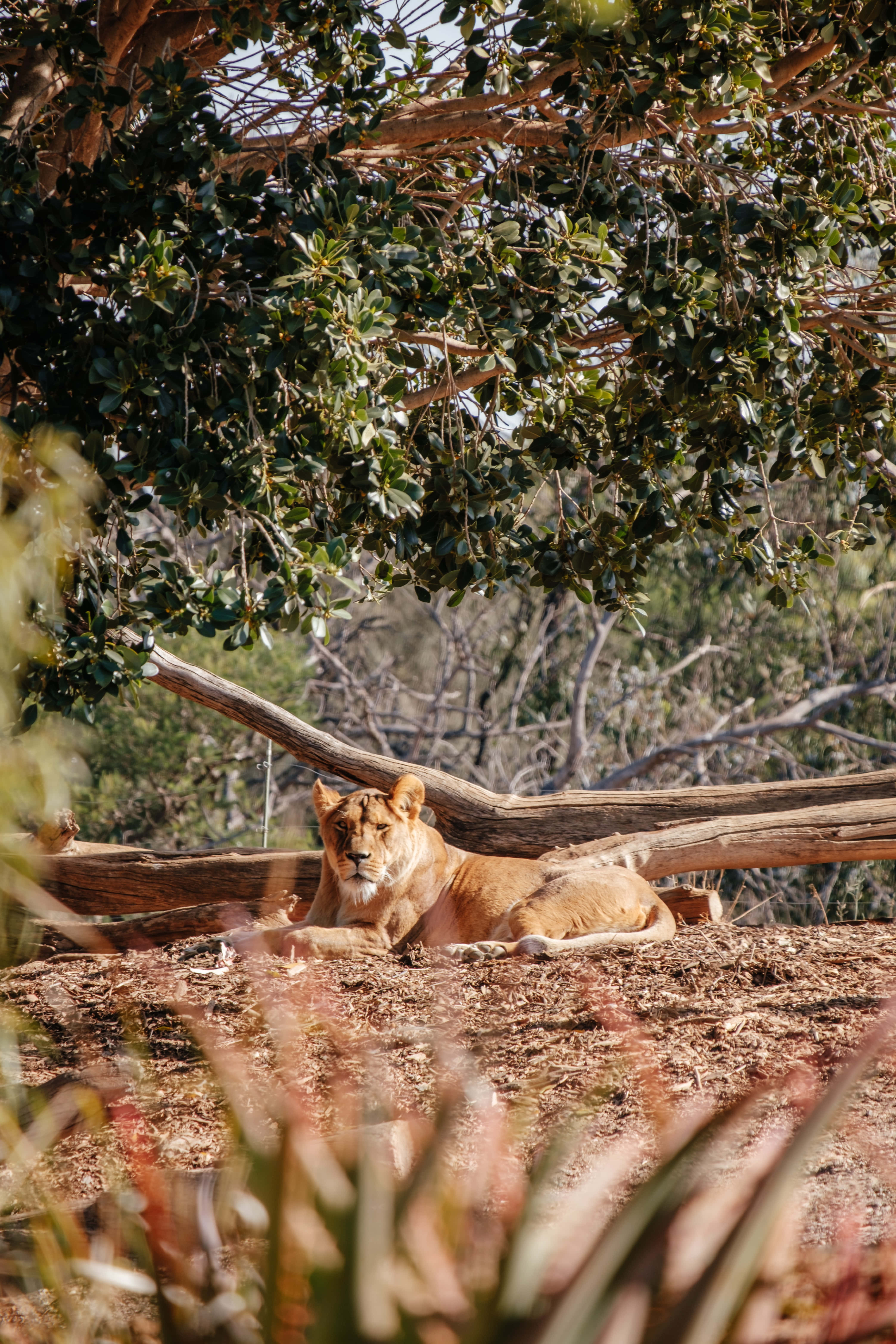 lioness, leafy tree, sunlit savanna, 5K Phone Wallpaper