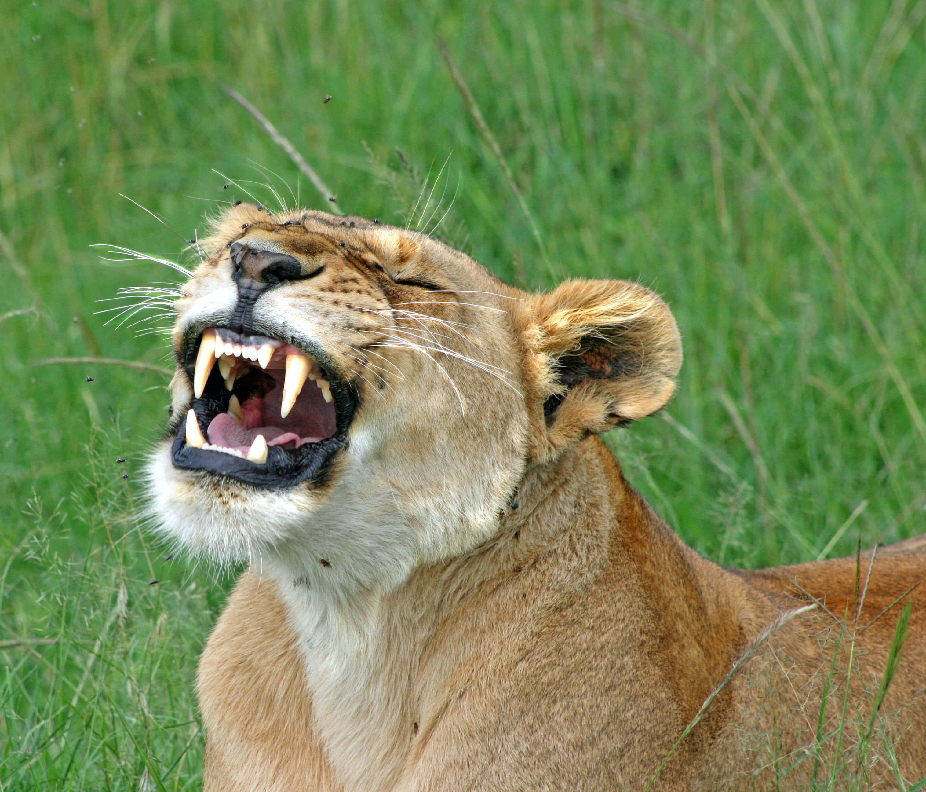 Lioness, sharp canine teeth, lush green grassy field, 2K Desktop Wallpaper