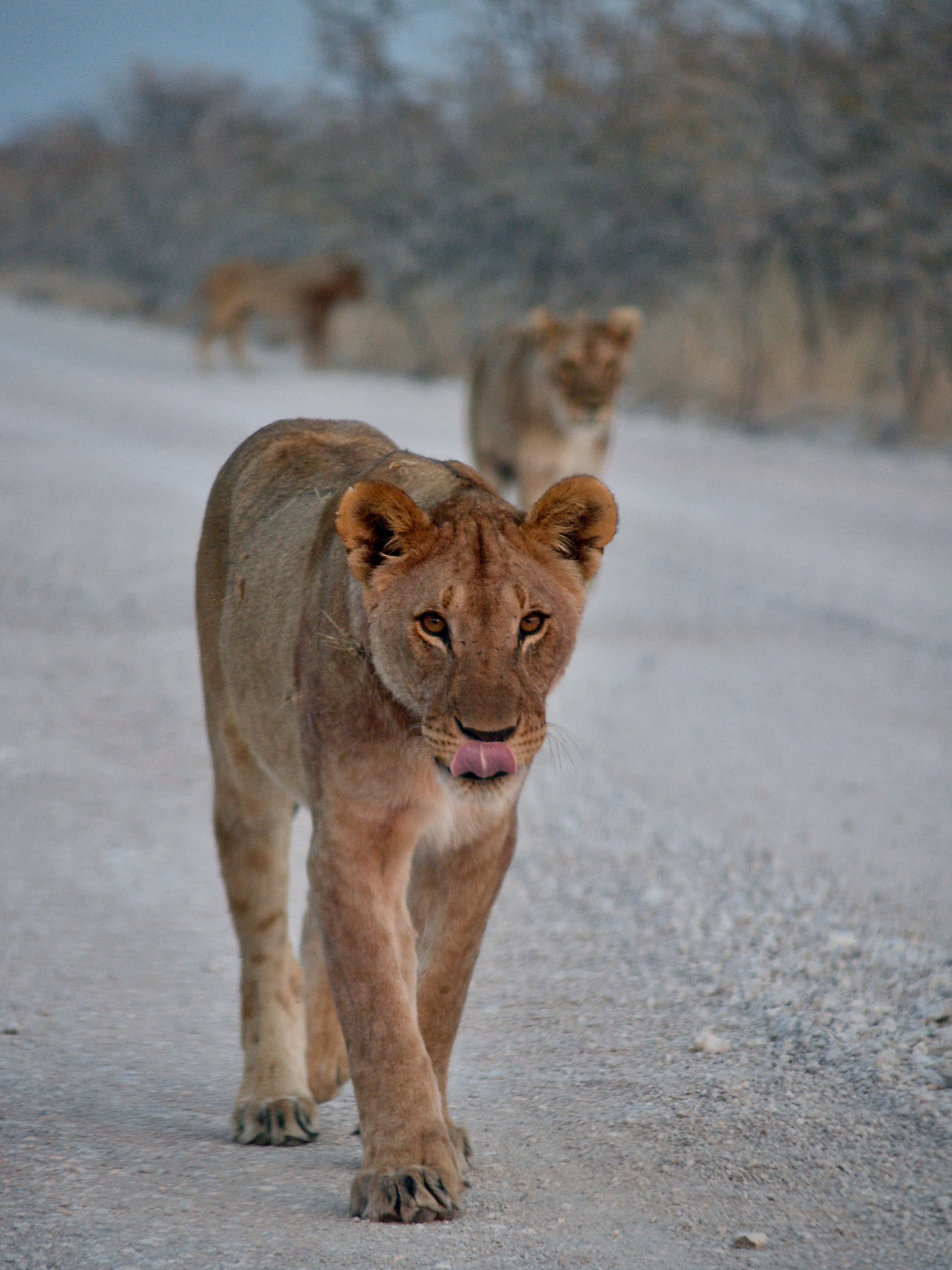 Lioness, concrete road, cubs, 2K Phone Wallpaper