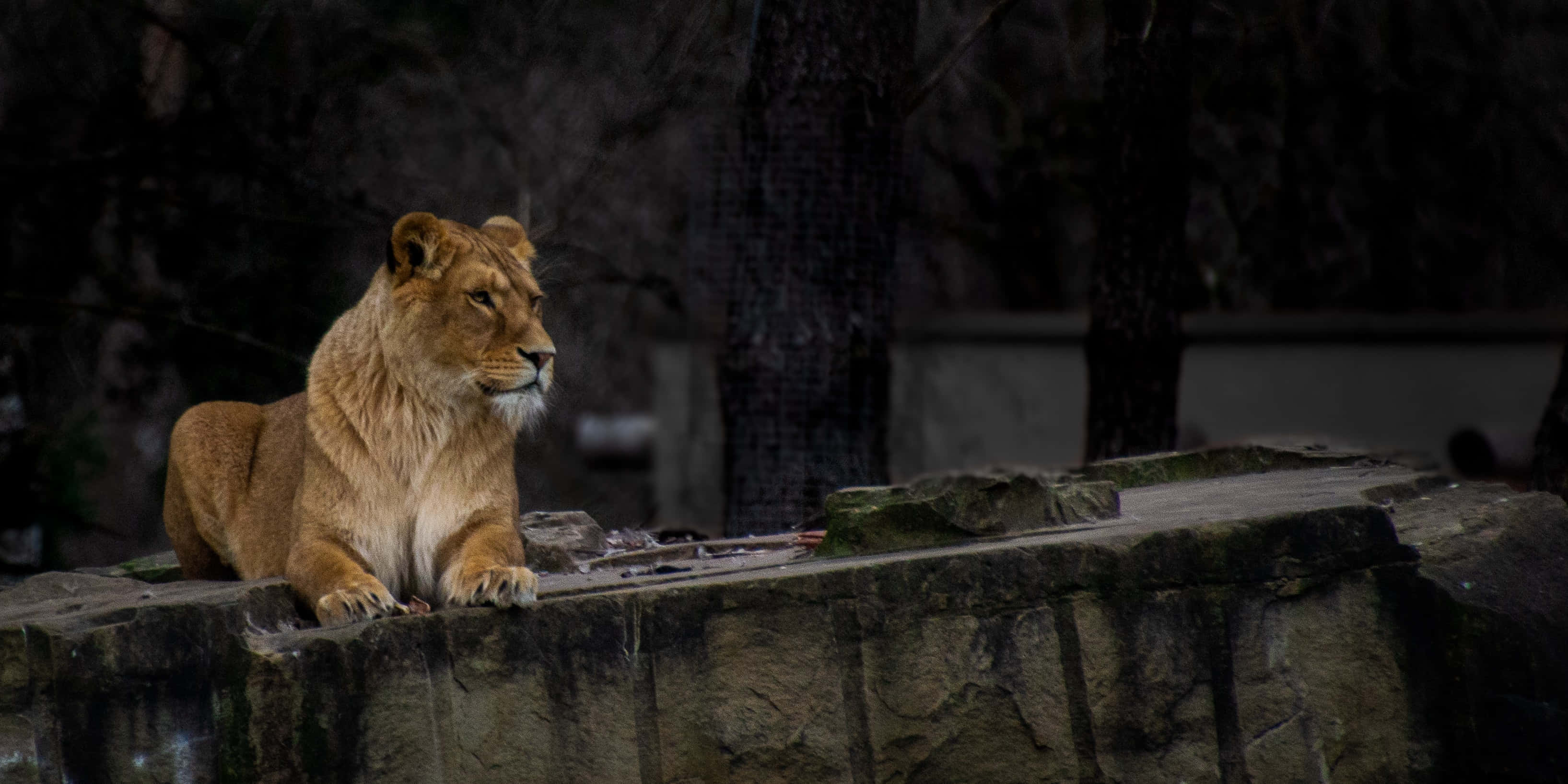 Lioness, mossy stone ledge, dimly lit enclosure, 2K Desktop Wallpaper