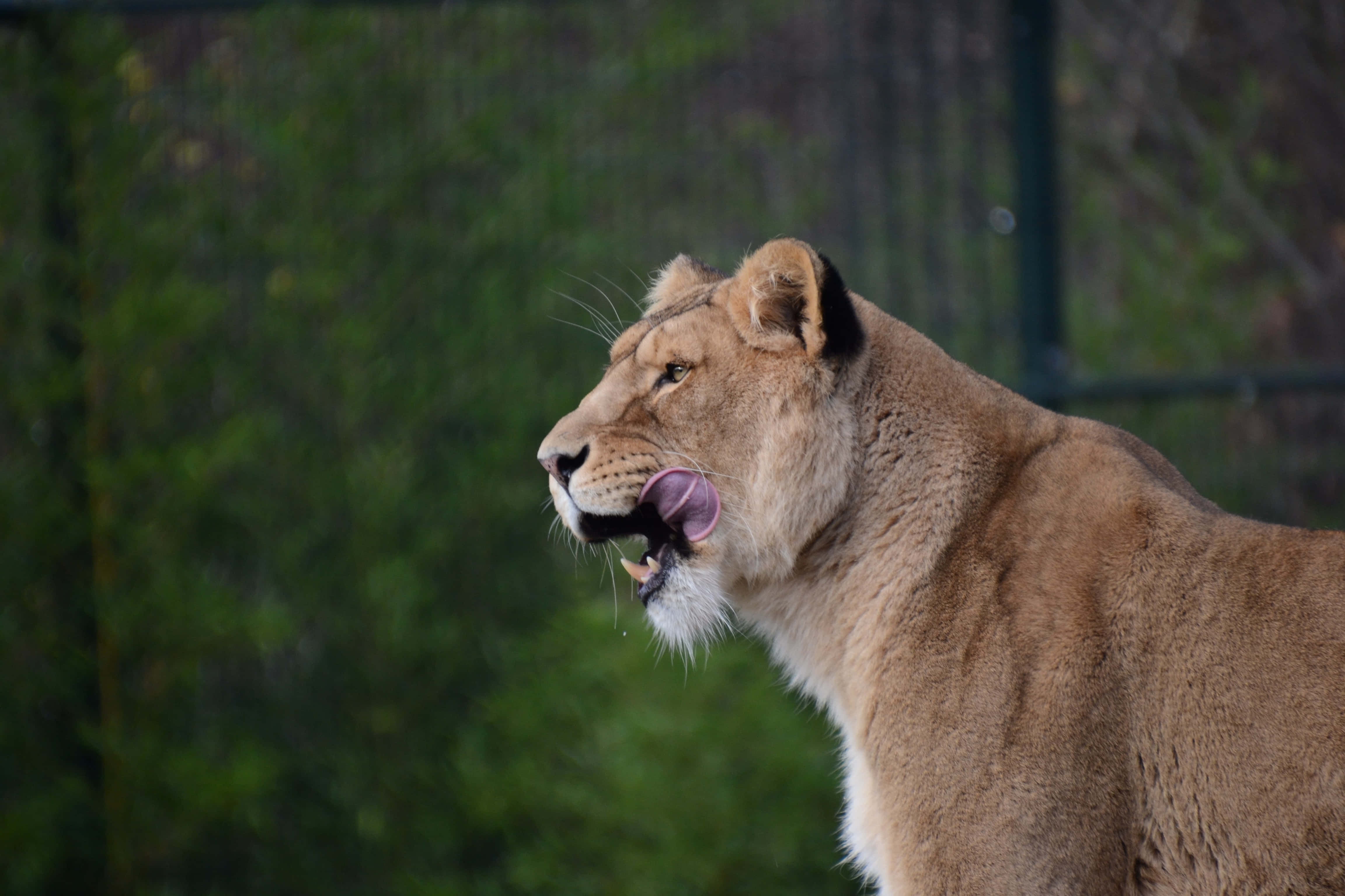 Lioness, zoo cage, bars, 4K Desktop Wallpaper