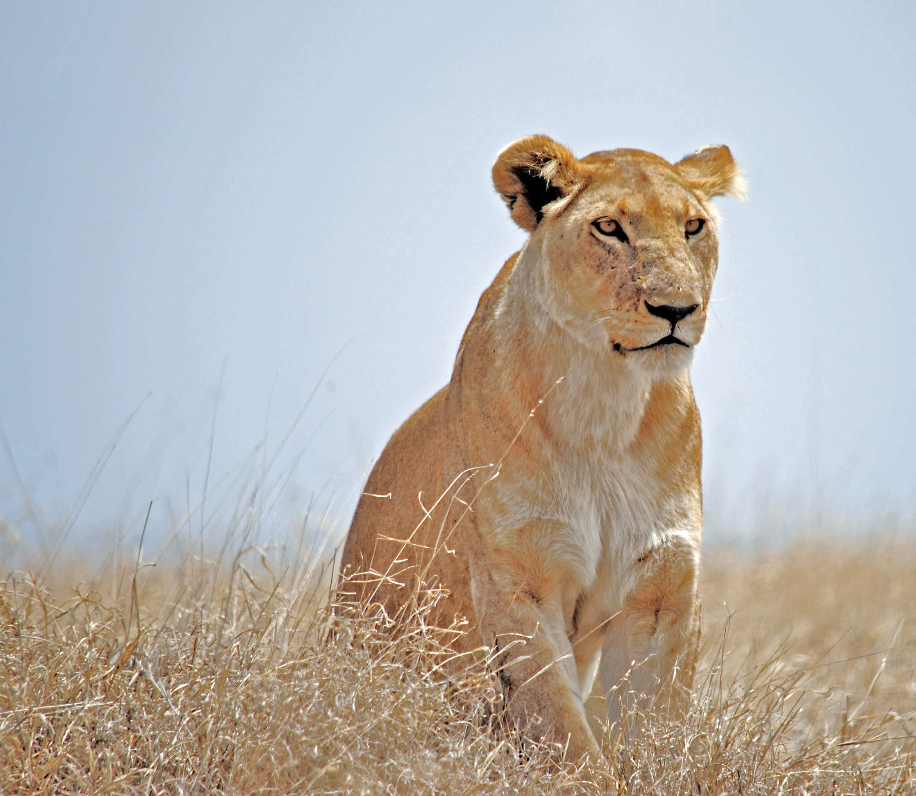 Lioness, golden grass, pale blue sky, 2K Desktop Wallpaper