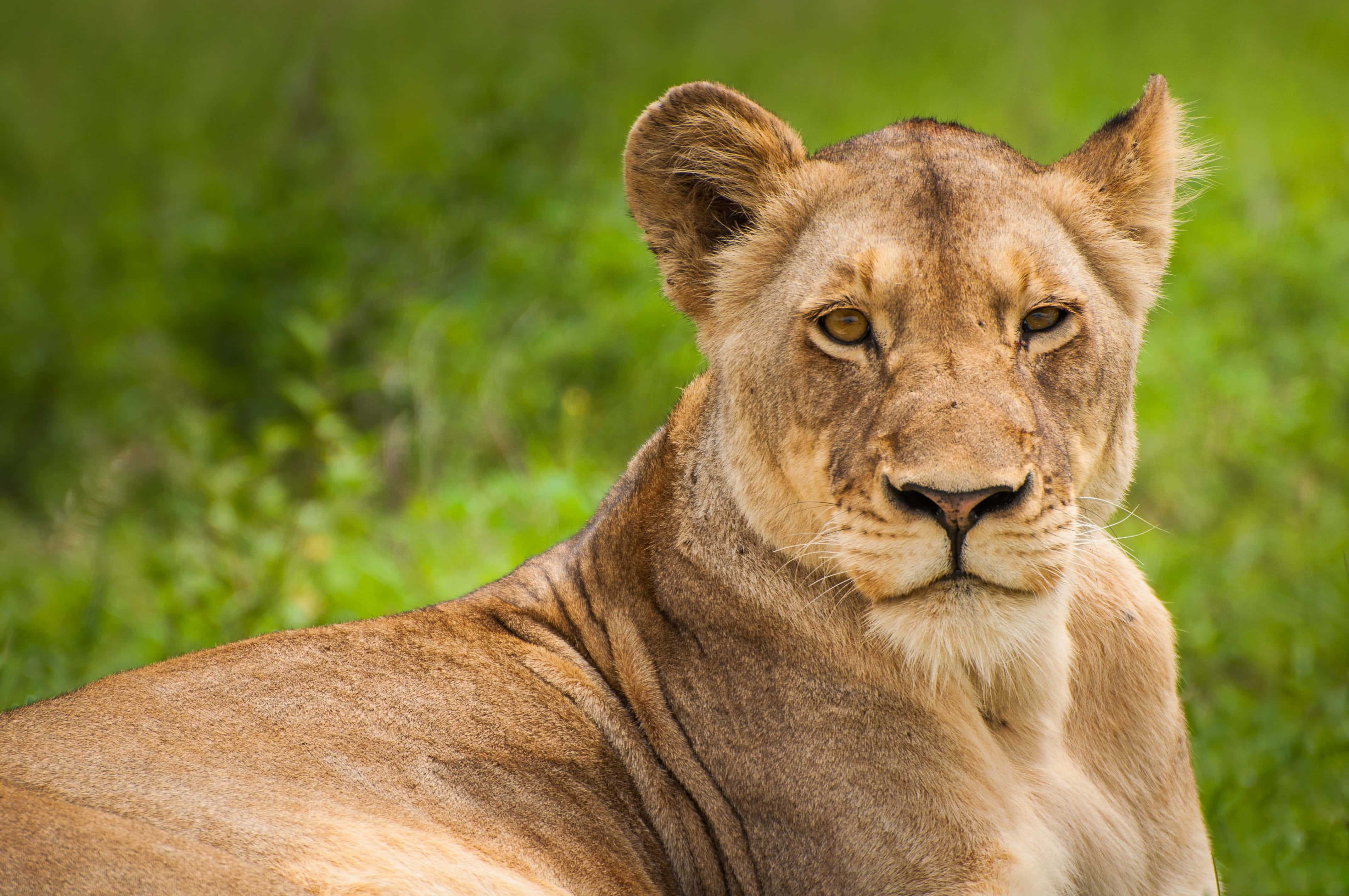 lioness, golden eyes, tawny fur, 4K Desktop Wallpaper