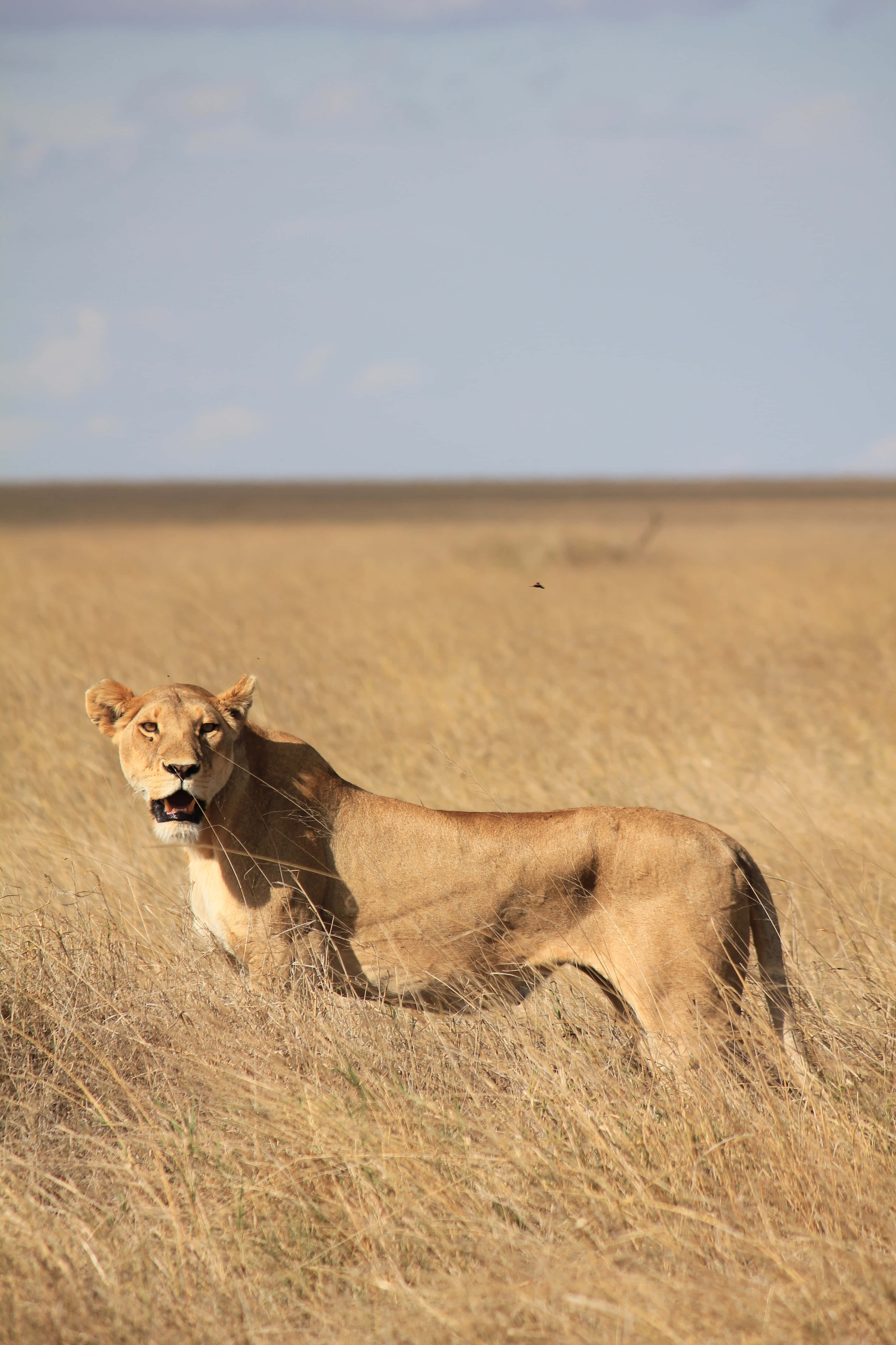 Lioness, grassland, golden grass, 5K Phone Wallpaper