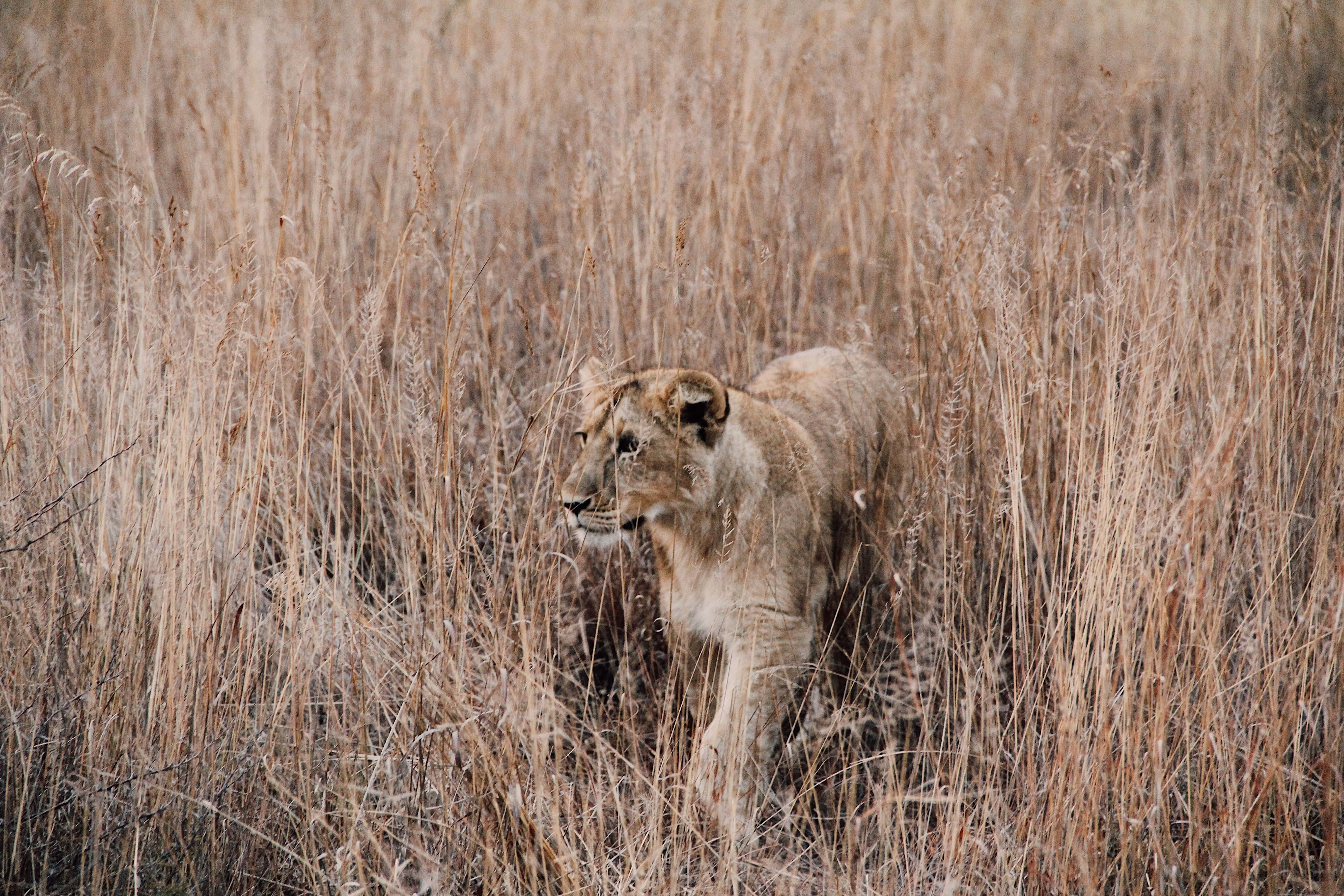 lioness, golden grass, sunlit savanna, 5K Desktop Wallpaper
