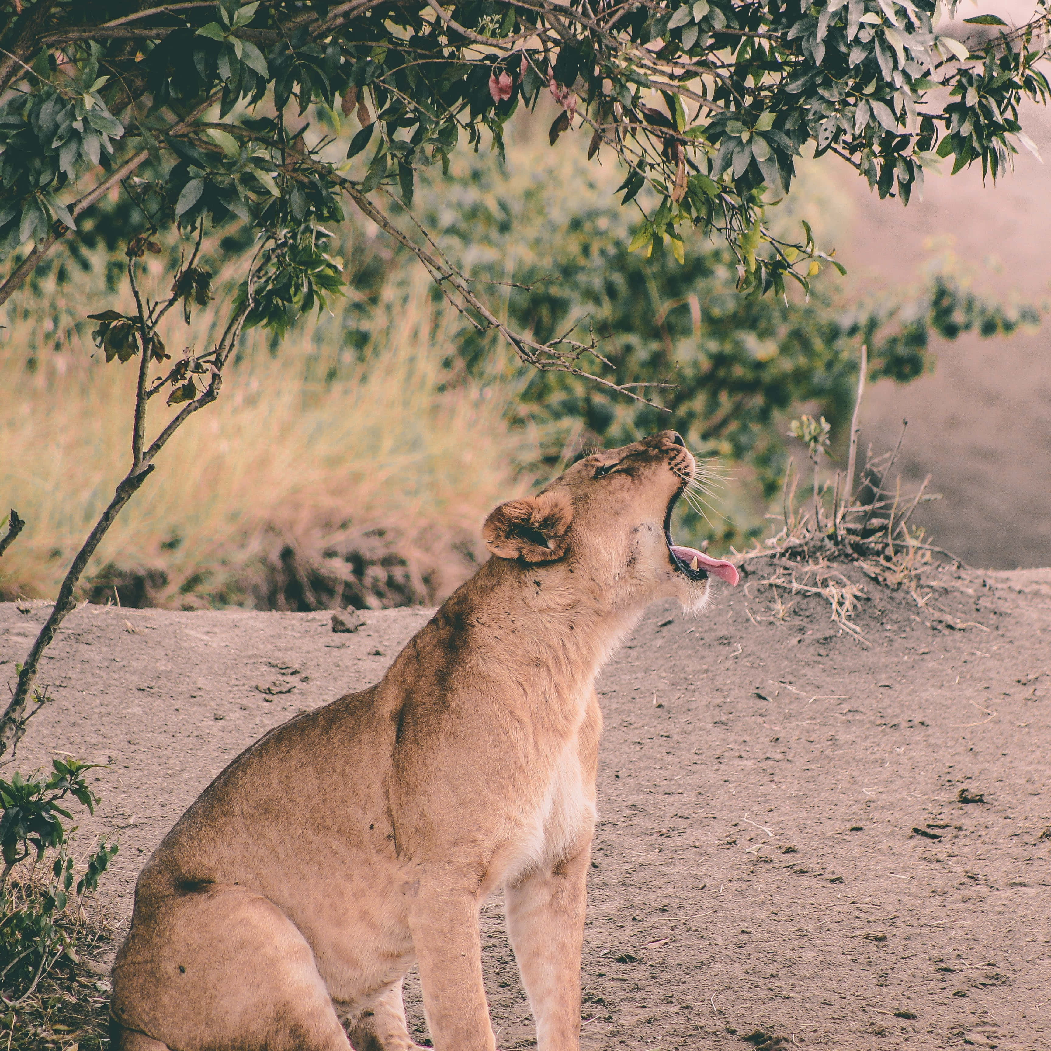 lioness, sunlit savanna clearing, leafy branches, 2K Desktop Wallpaper