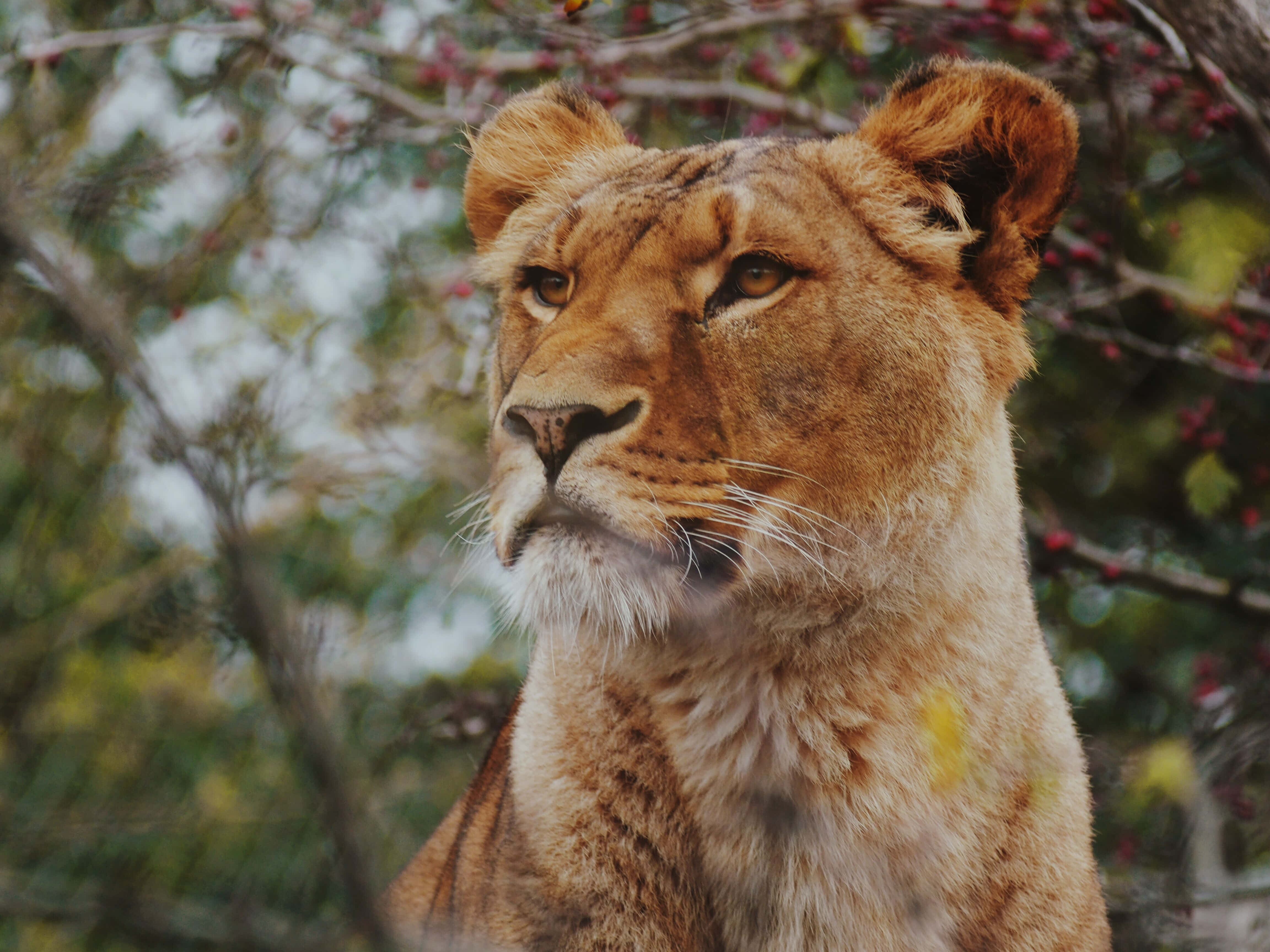 Lioness, golden fur, alert eyes, 4K Desktop Wallpaper