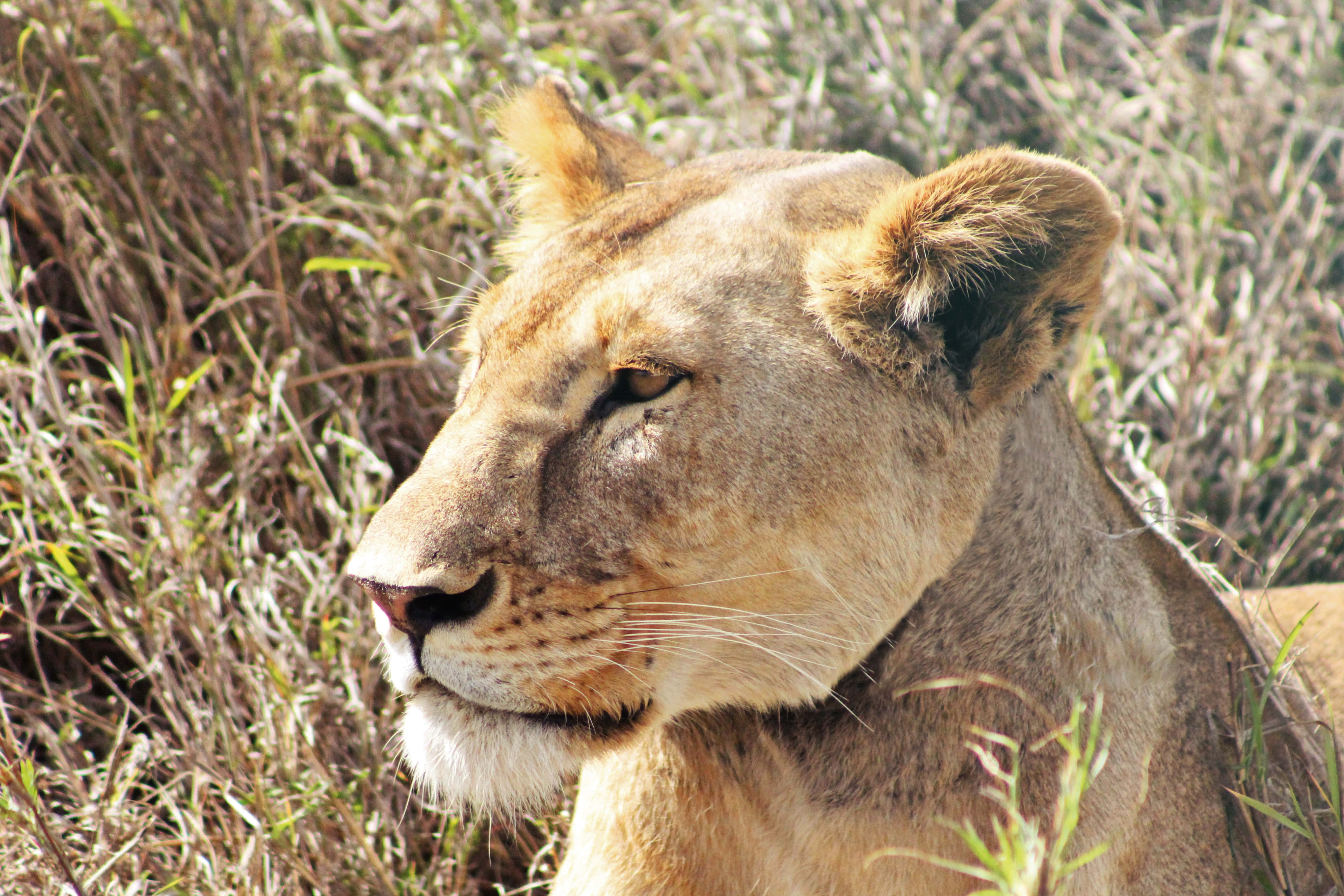 lioness, dry grass, bright sunlight, 5K Desktop Wallpaper