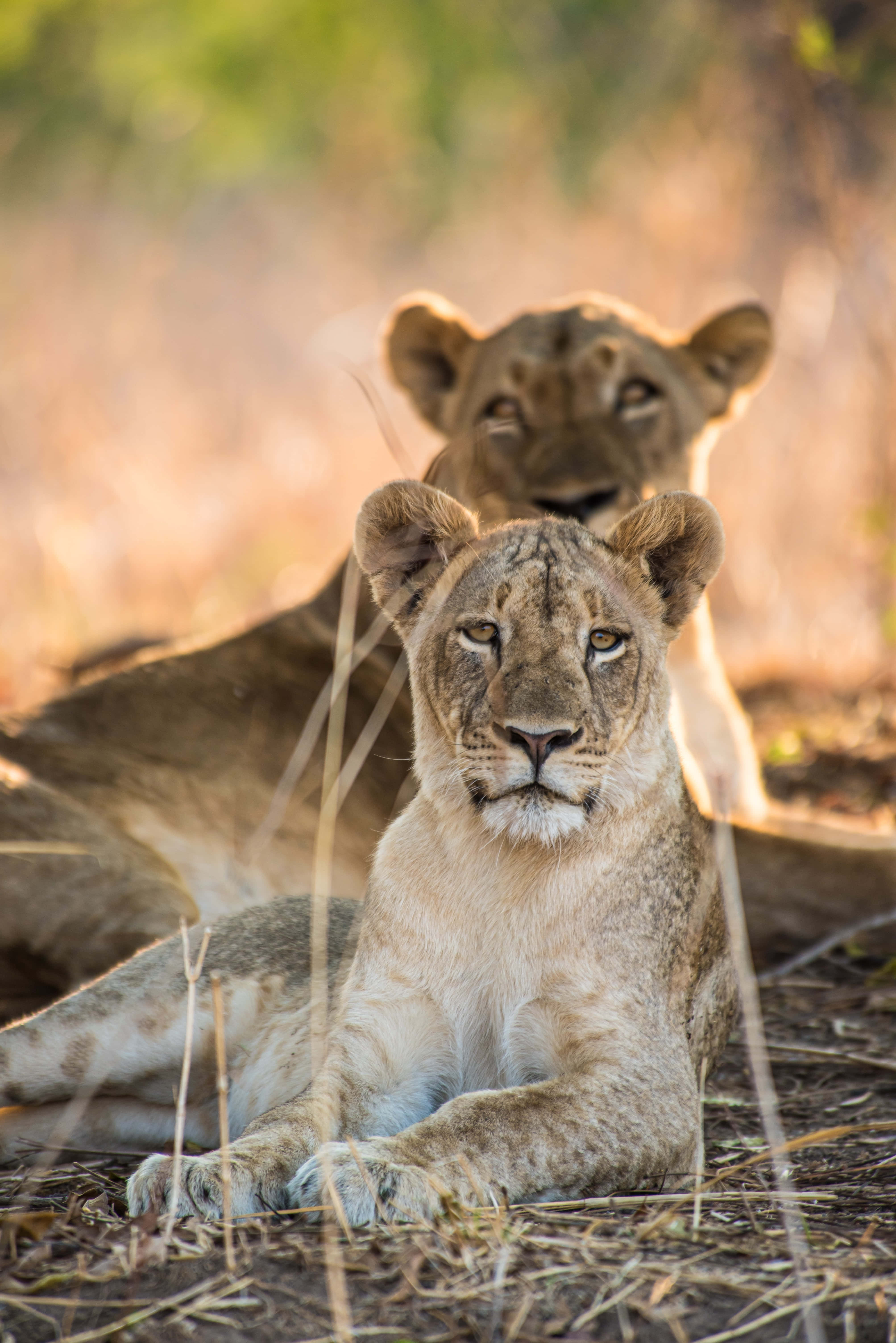 Lioness, golden grass, warm sunlight, 5K Phone Wallpaper