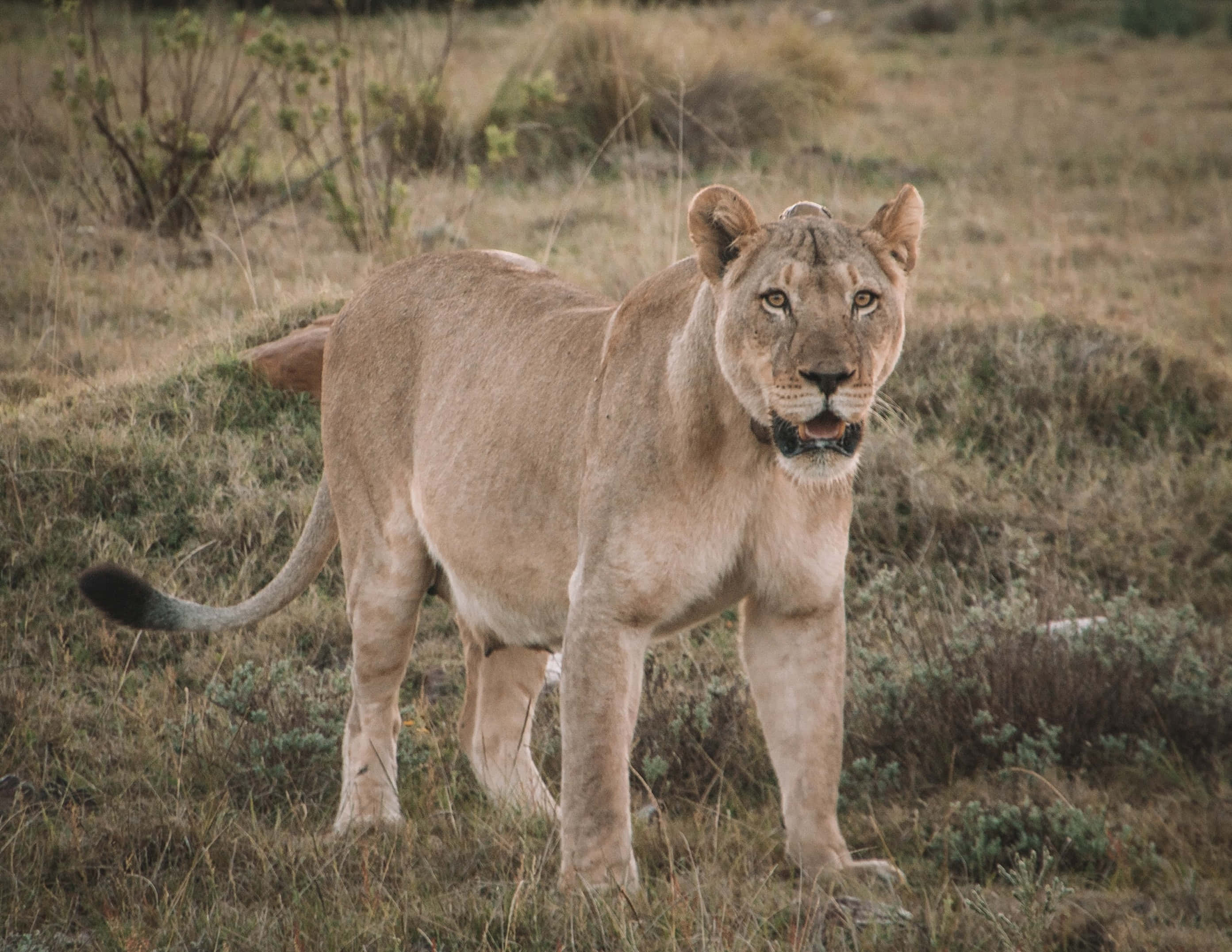 lioness, dry grasslands, soft natural light, 2K Desktop Wallpaper