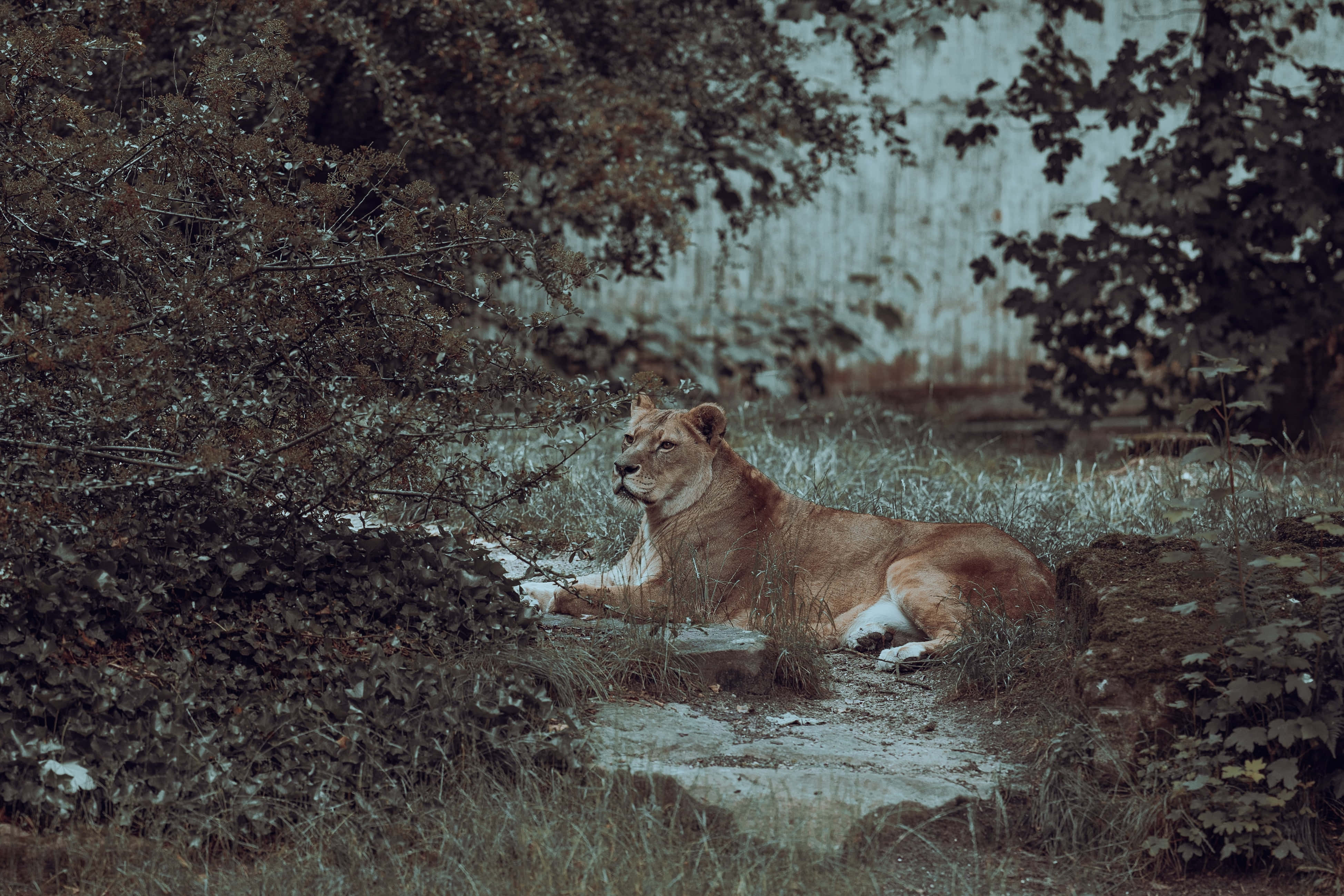 Lioness, mossy forest clearing, dappled light, 4K Desktop Wallpaper
