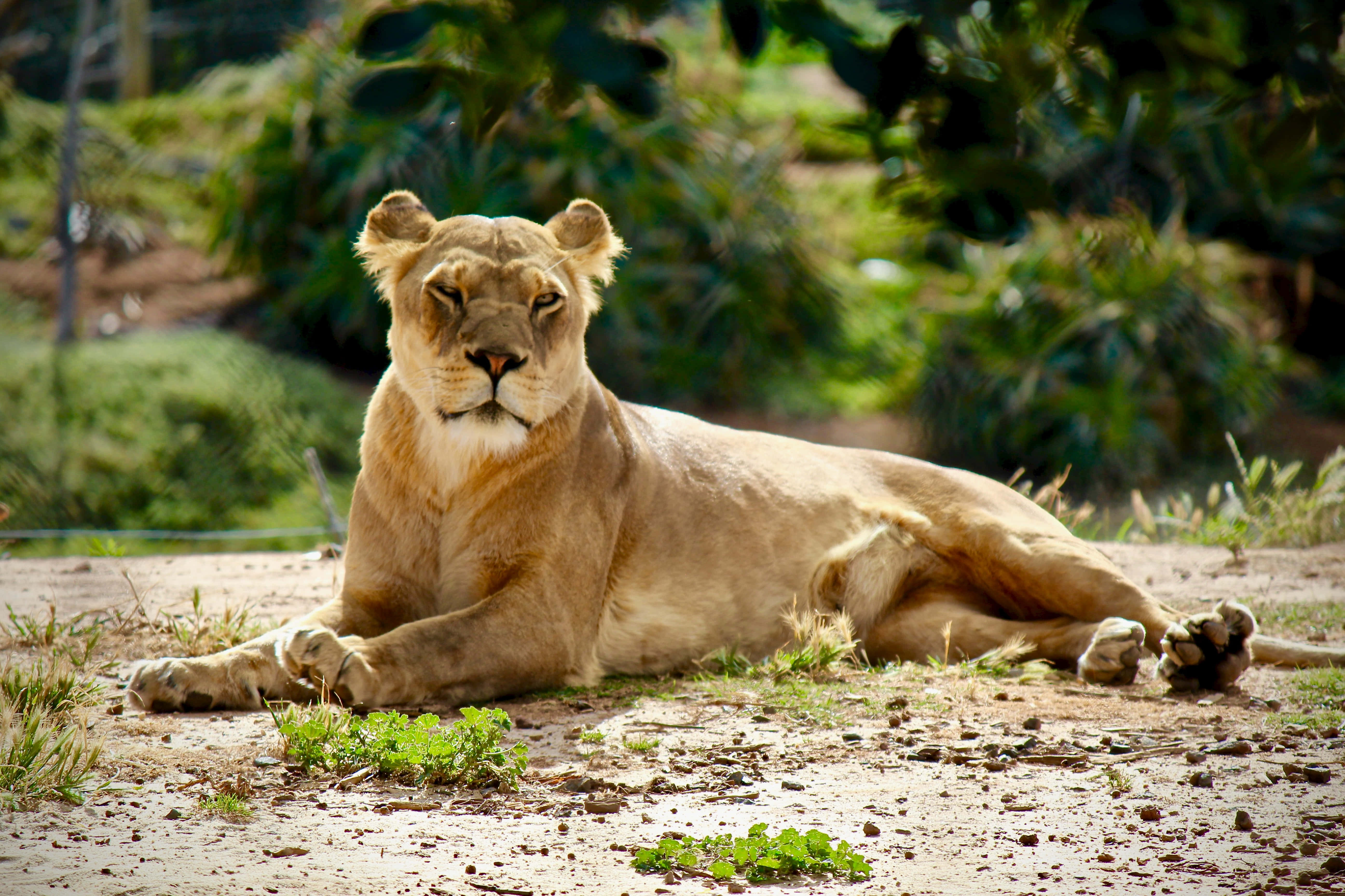 lioness, wild, sunlit earth, 5K Desktop Wallpaper