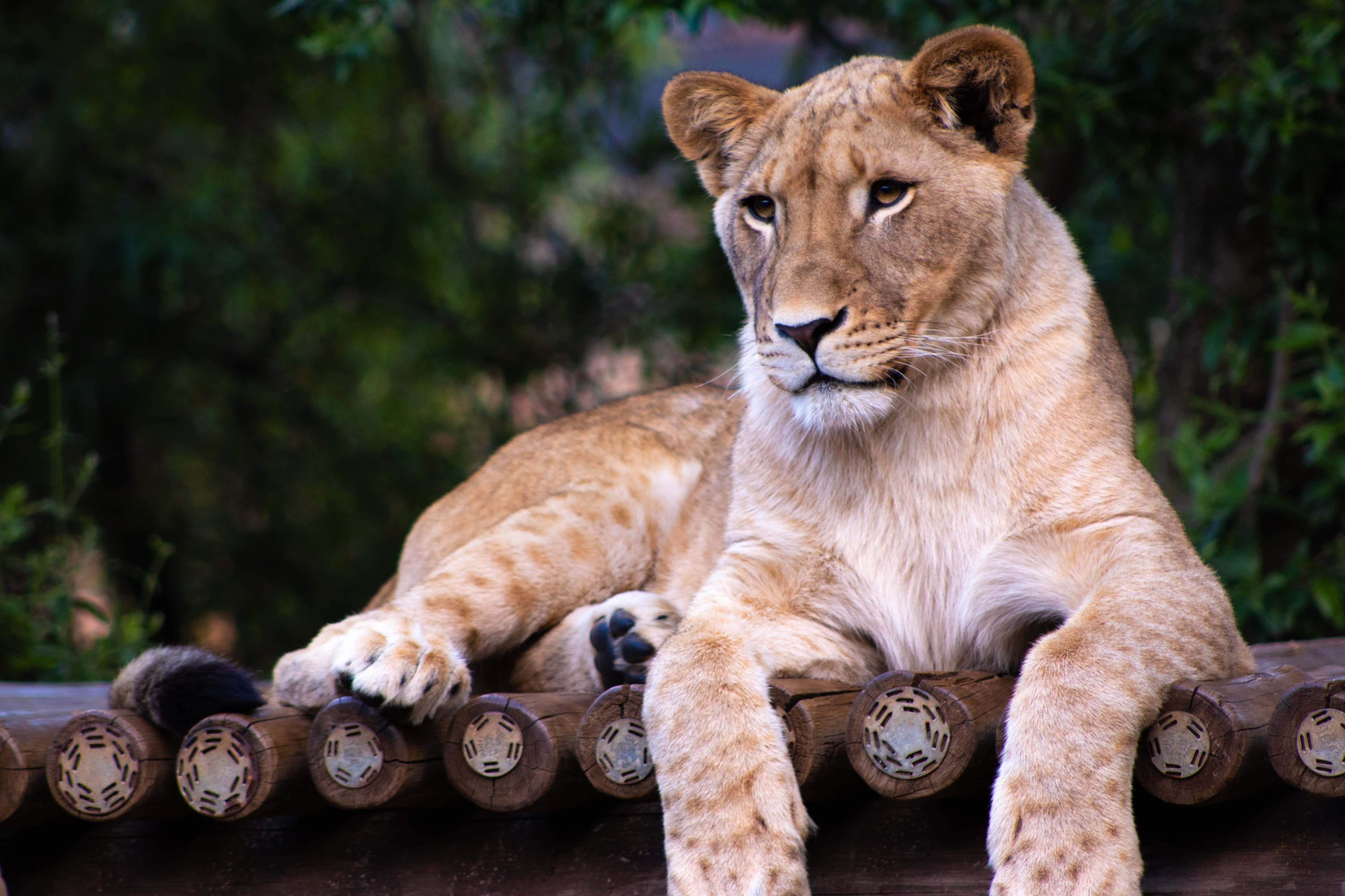 Lioness, bridge, wooden railing, 4K Desktop Wallpaper