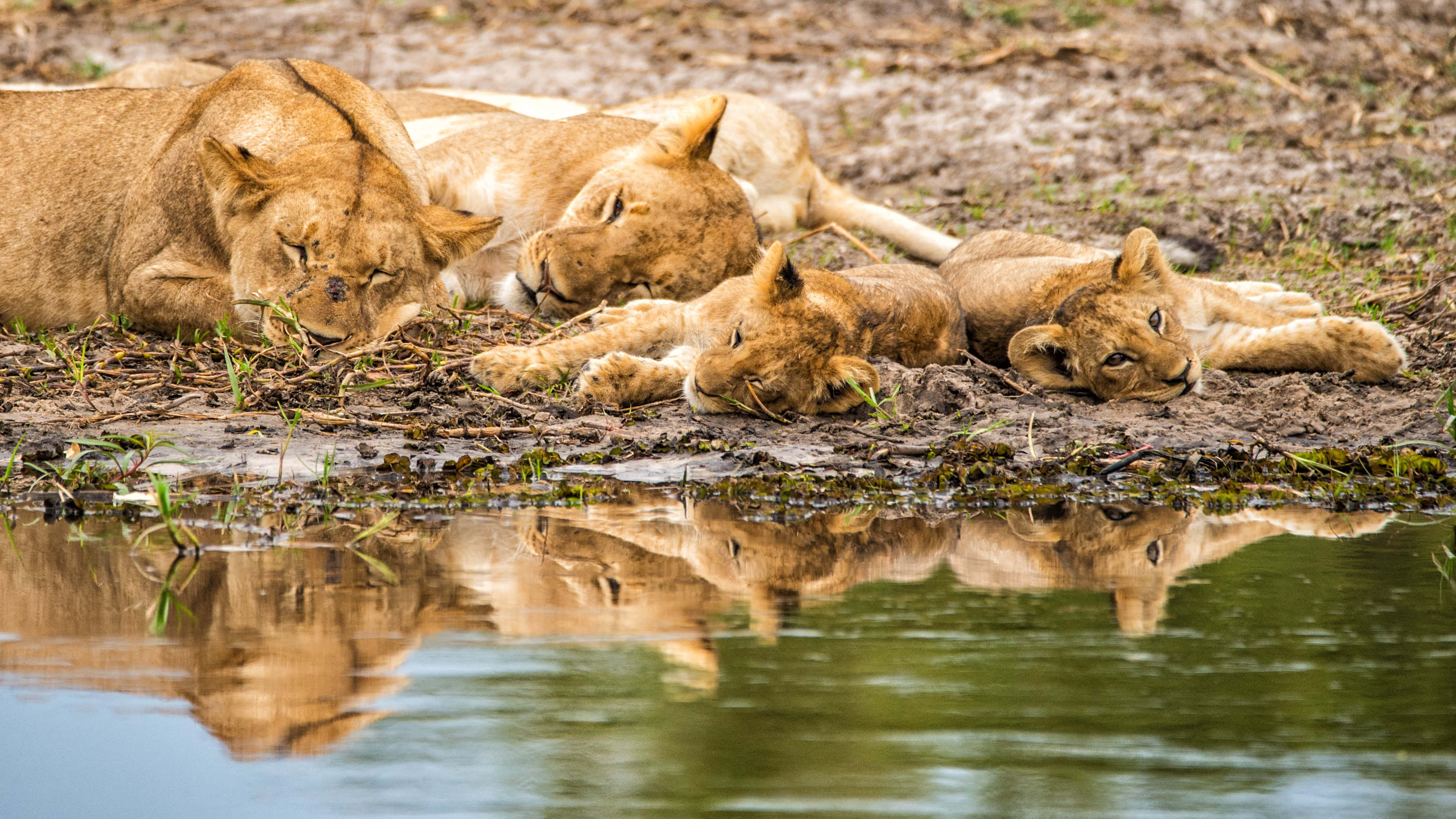 Lioness, cubs, water's edge, 4K Desktop Wallpaper