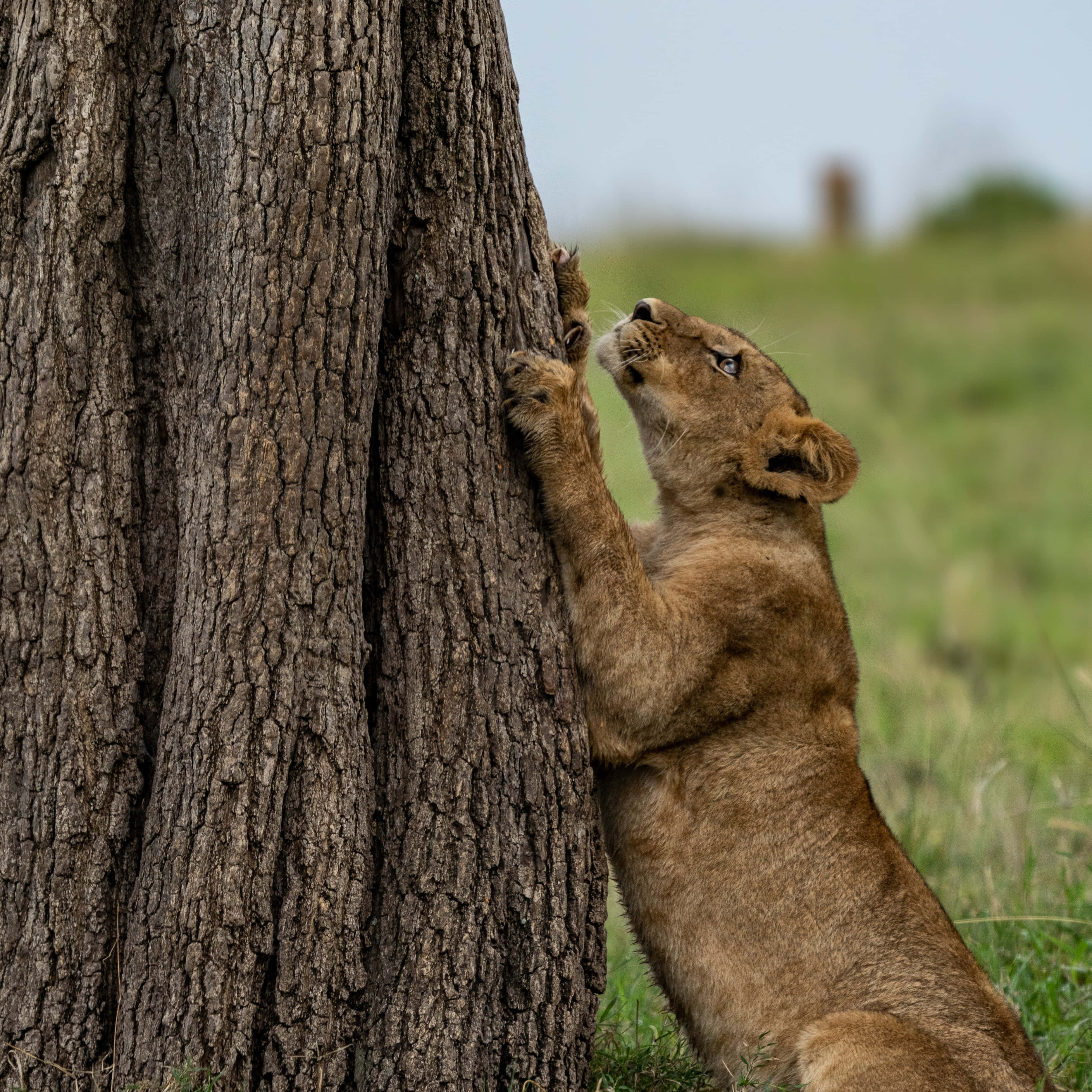 Lioness, tree, grassy savanna, 2K Desktop Wallpaper
