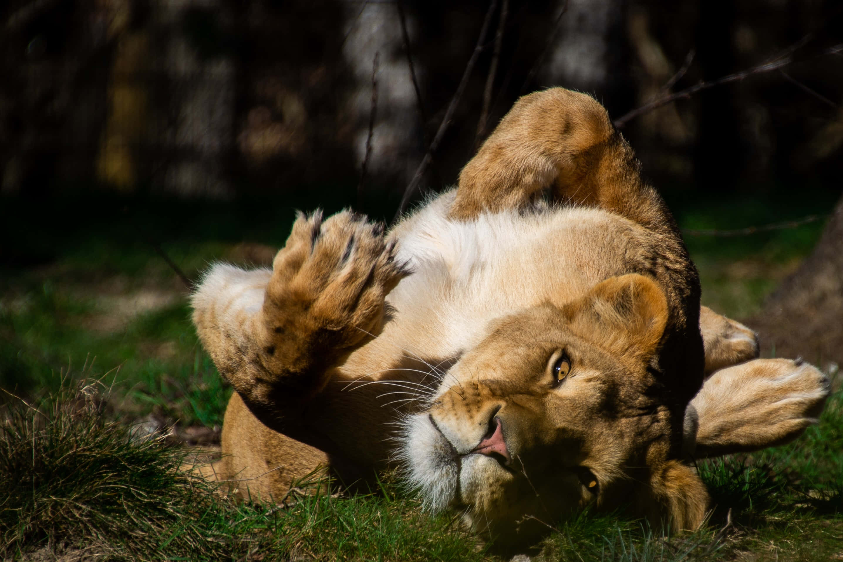 Lioness, sunlit grass, paws up, 2K Desktop Wallpaper