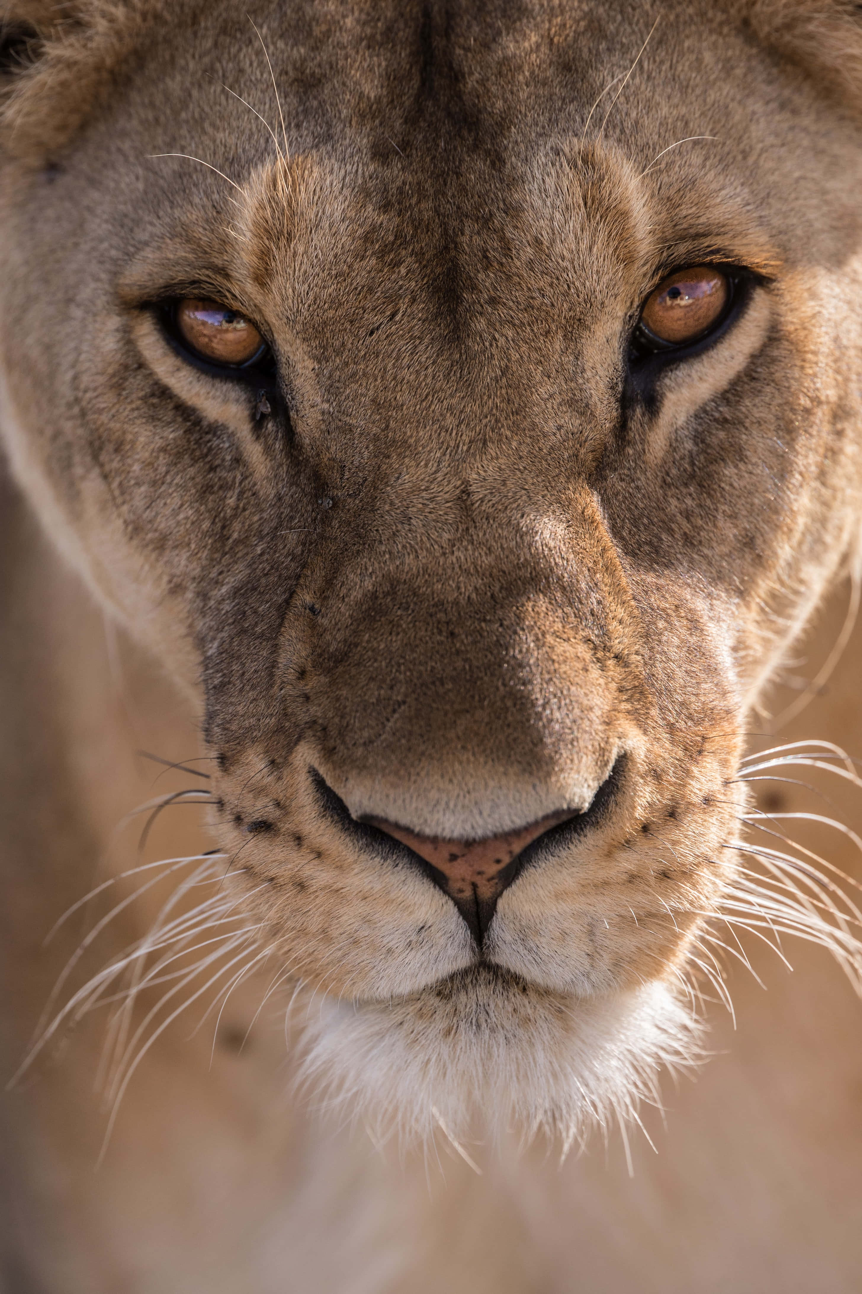 lioness, amber eyes, golden fur, 4K Phone Wallpaper