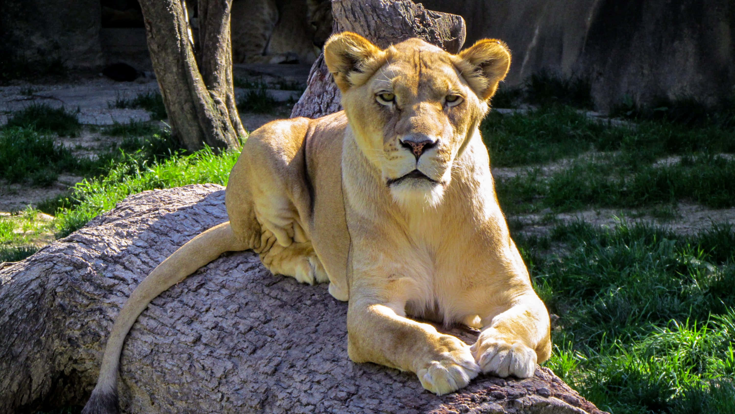 Lioness, regal pose, sunlit tree stump, 2K Desktop Wallpaper