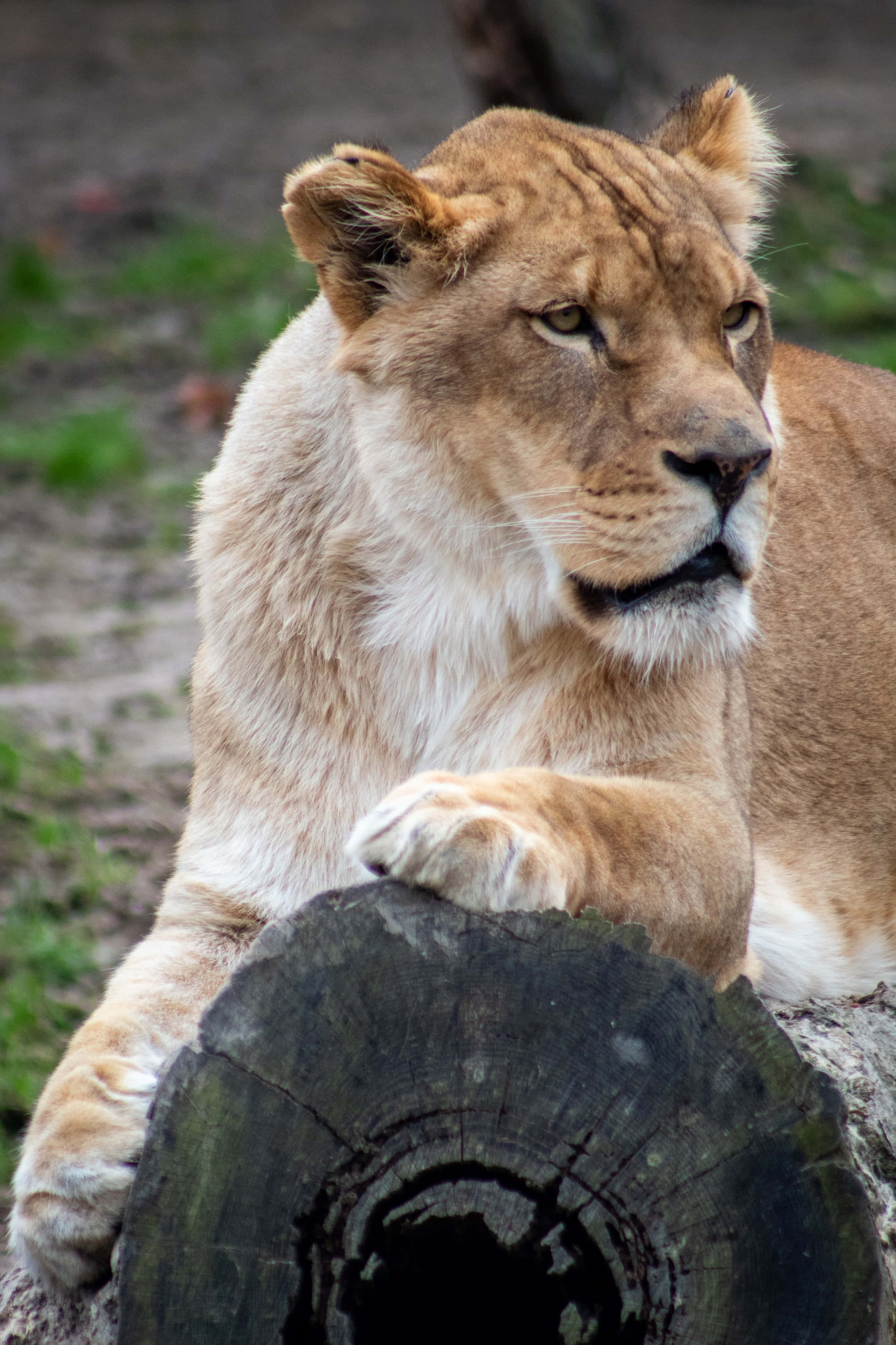 Lioness, old log, naturalistic enclosure, 2K Phone Wallpaper