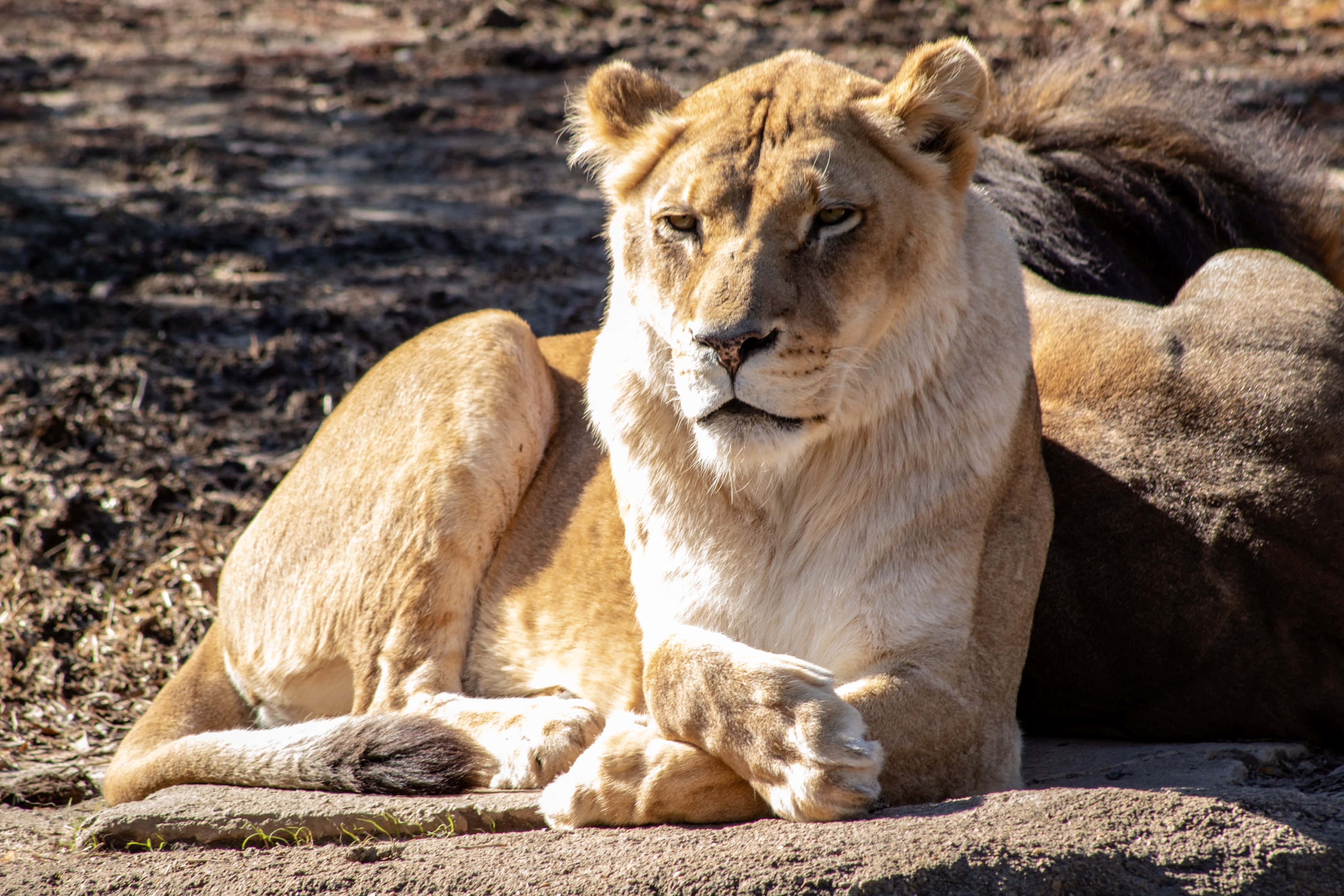 Lioness, male lion, sunlit earth, 2K Desktop Wallpaper
