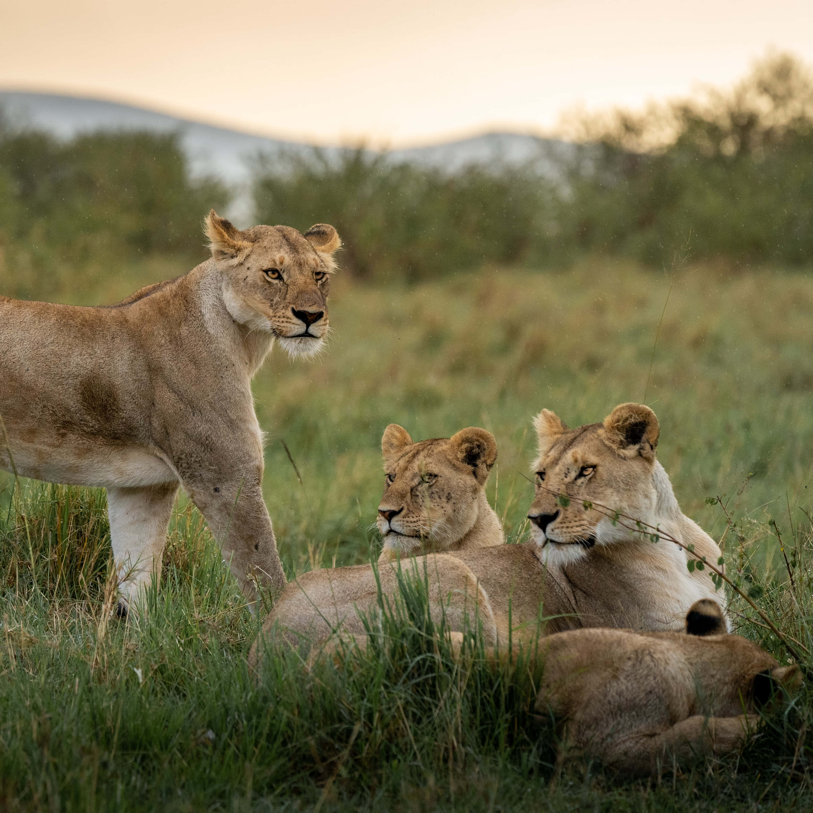 Lioness, her babies, tall grass, 2K Desktop Wallpaper