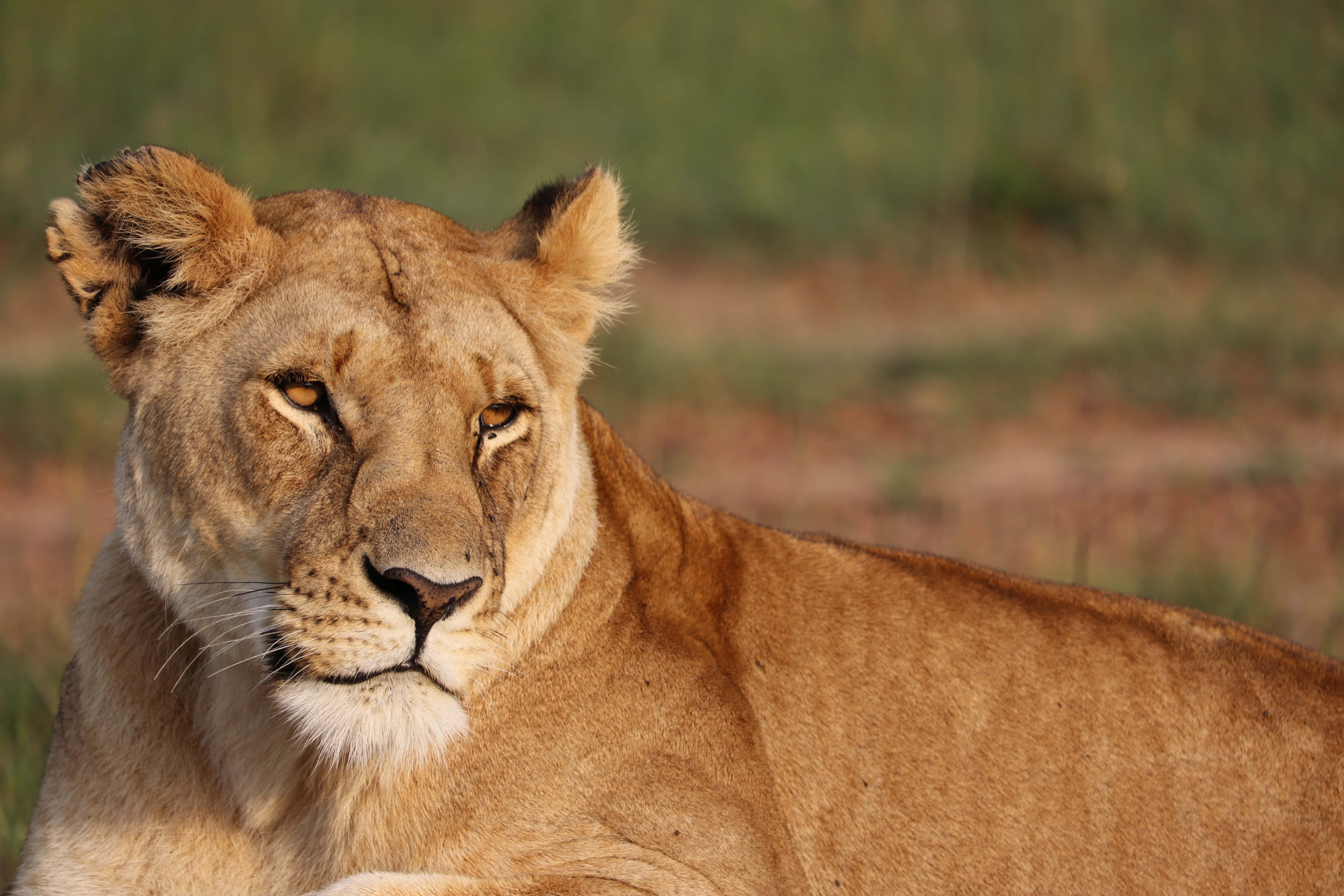 lioness, golden fur, amber eyes, 5K Desktop Wallpaper