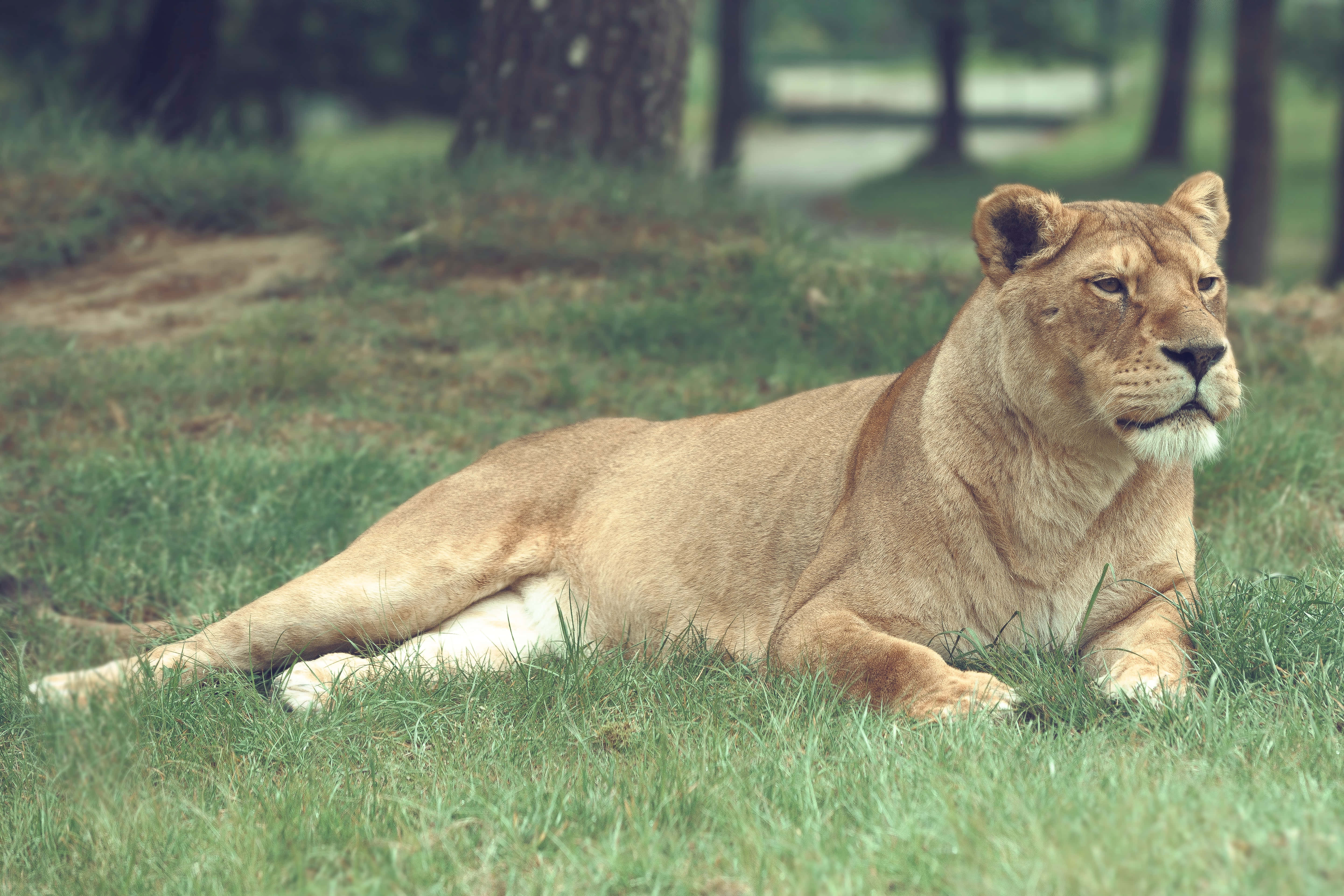 Lioness, lush green grass, trees, 5K Desktop Wallpaper