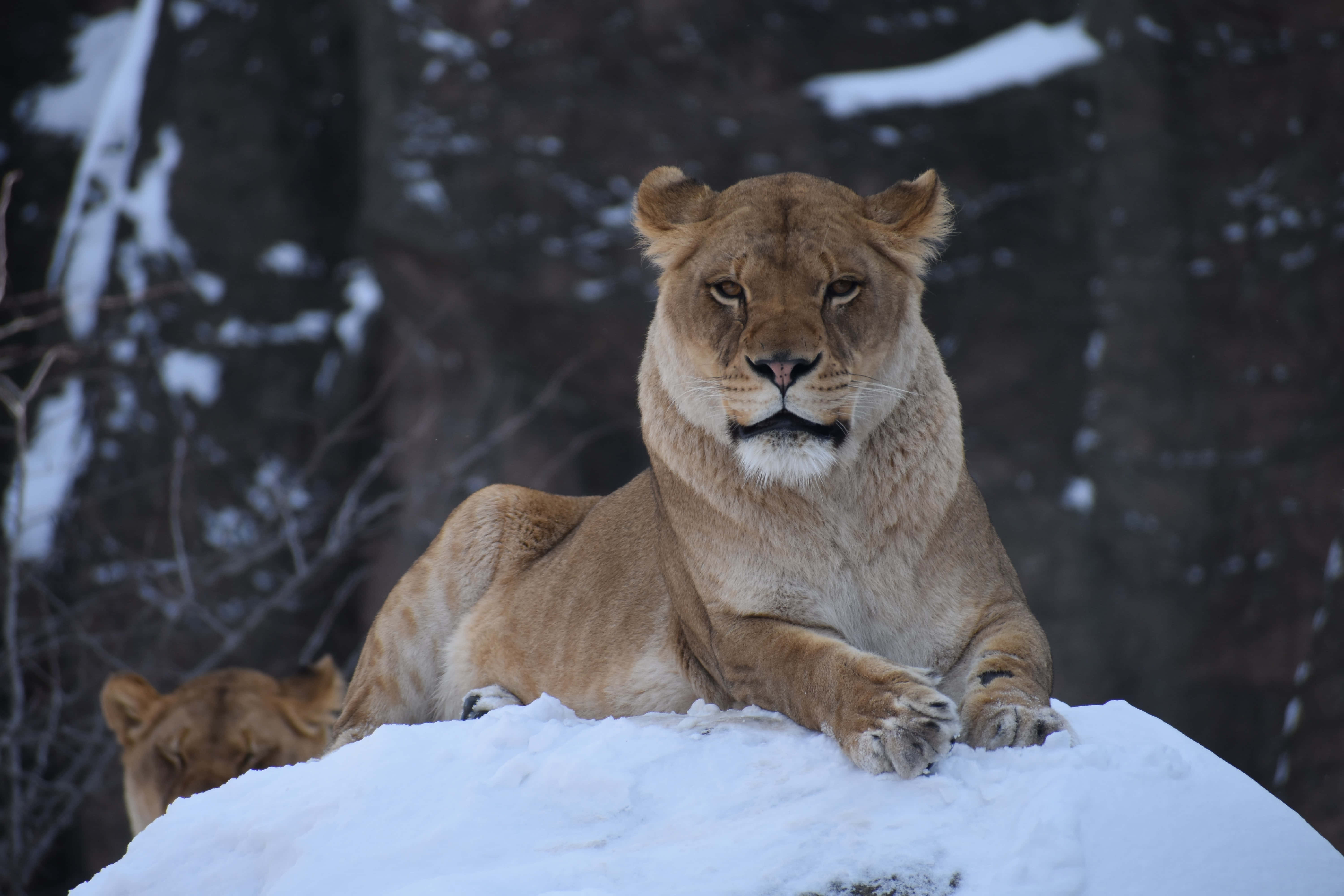Lioness, snowy land, snowy mound, 5K Desktop Wallpaper