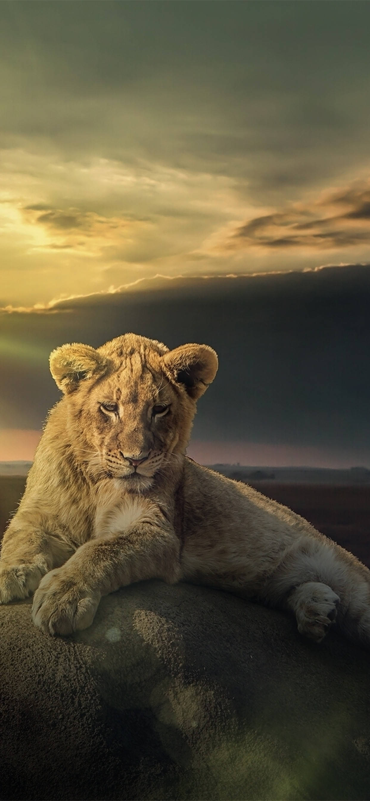 desert sand, maneless lion, iPhone, 2K Phone Wallpaper