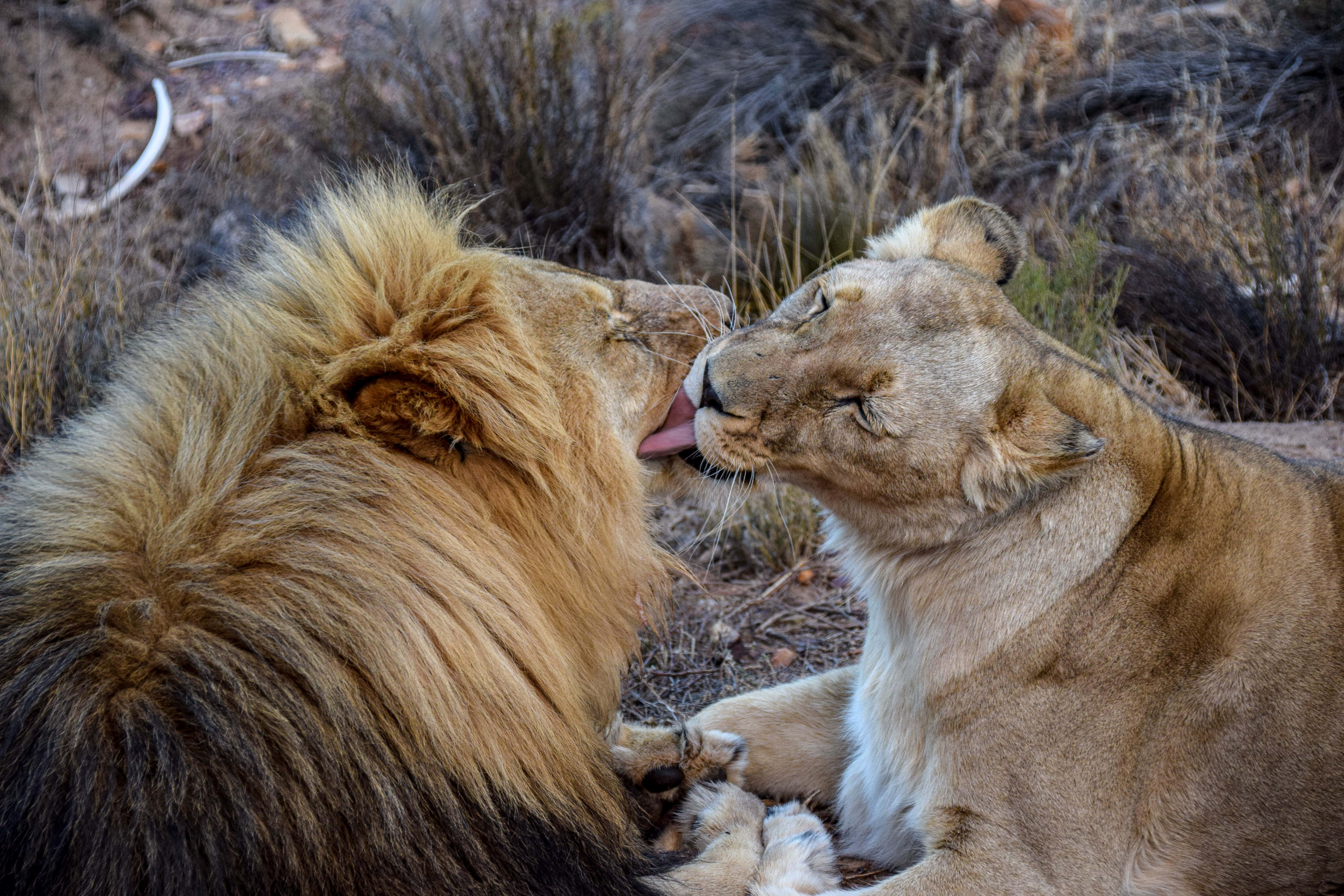 lioness, male lion, dry grass, 5K Desktop Wallpaper