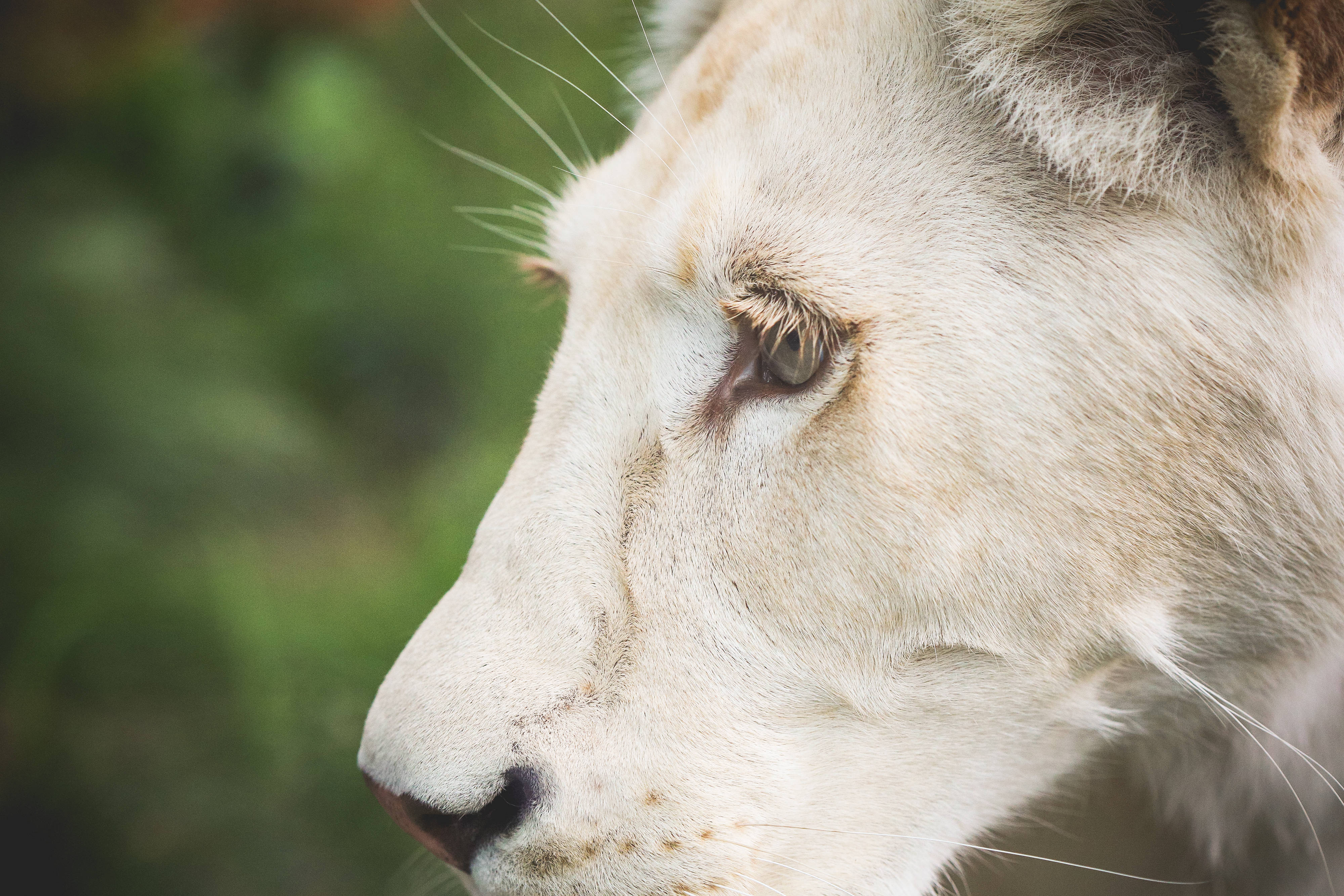 white lioness, close-up, profile, 4K Desktop Wallpaper