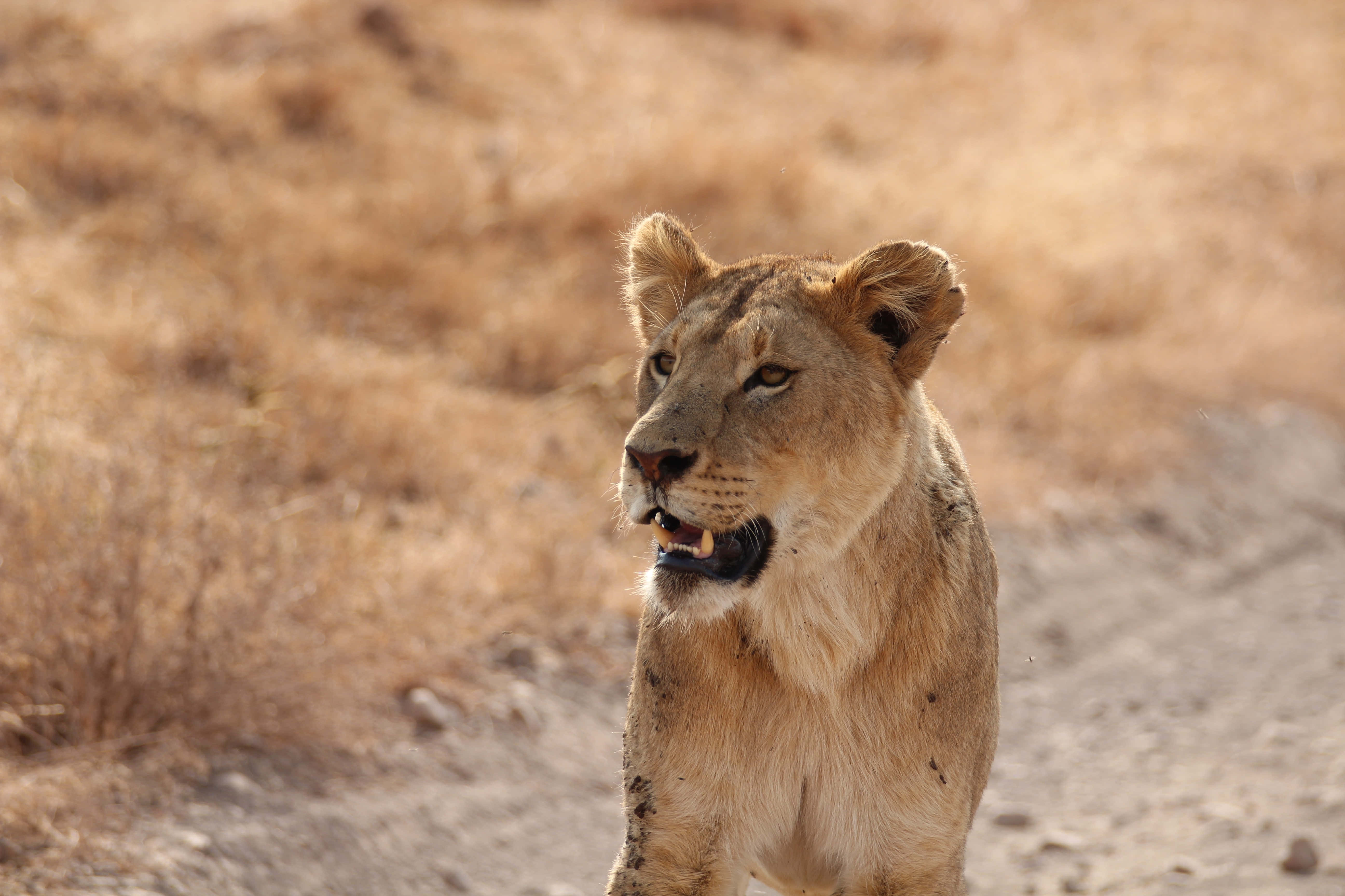 Lioness, golden grass, sunlight, 5K Desktop Wallpaper