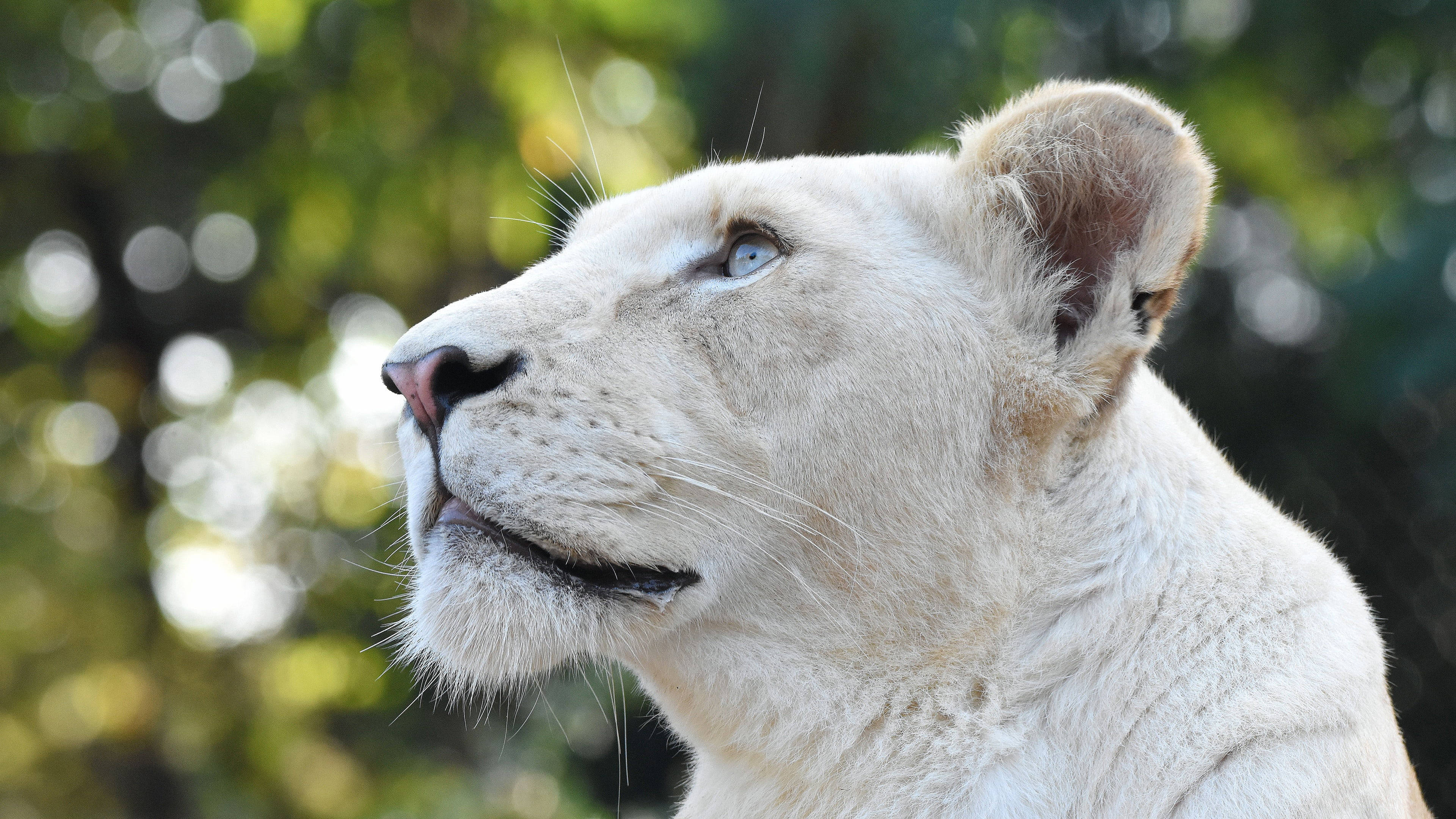 white lioness, blue eyes, soft green bokeh background, 4K Desktop Wallpaper