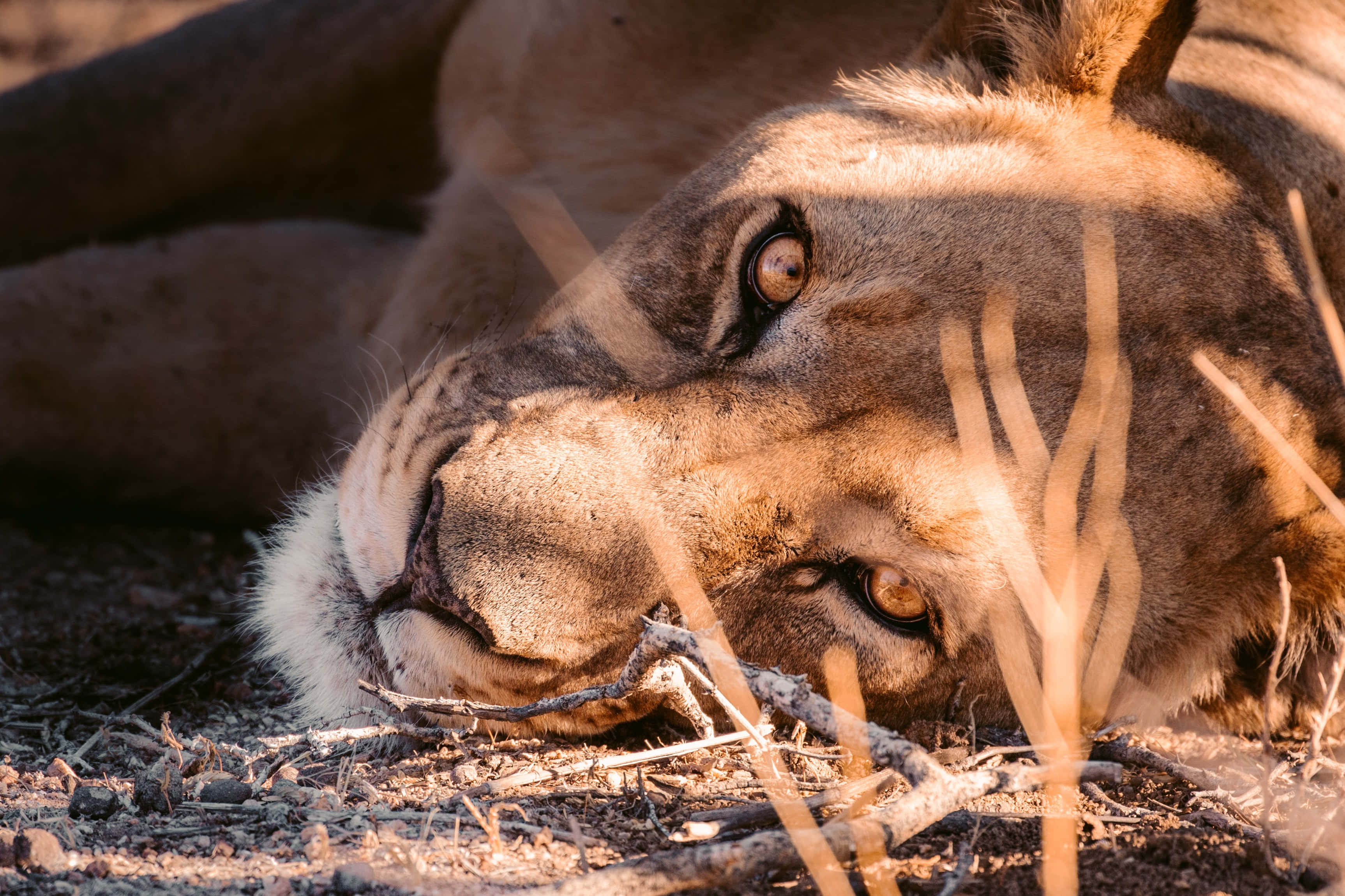 lioness, sunlit grass blades, dry earth, 2K Desktop Wallpaper