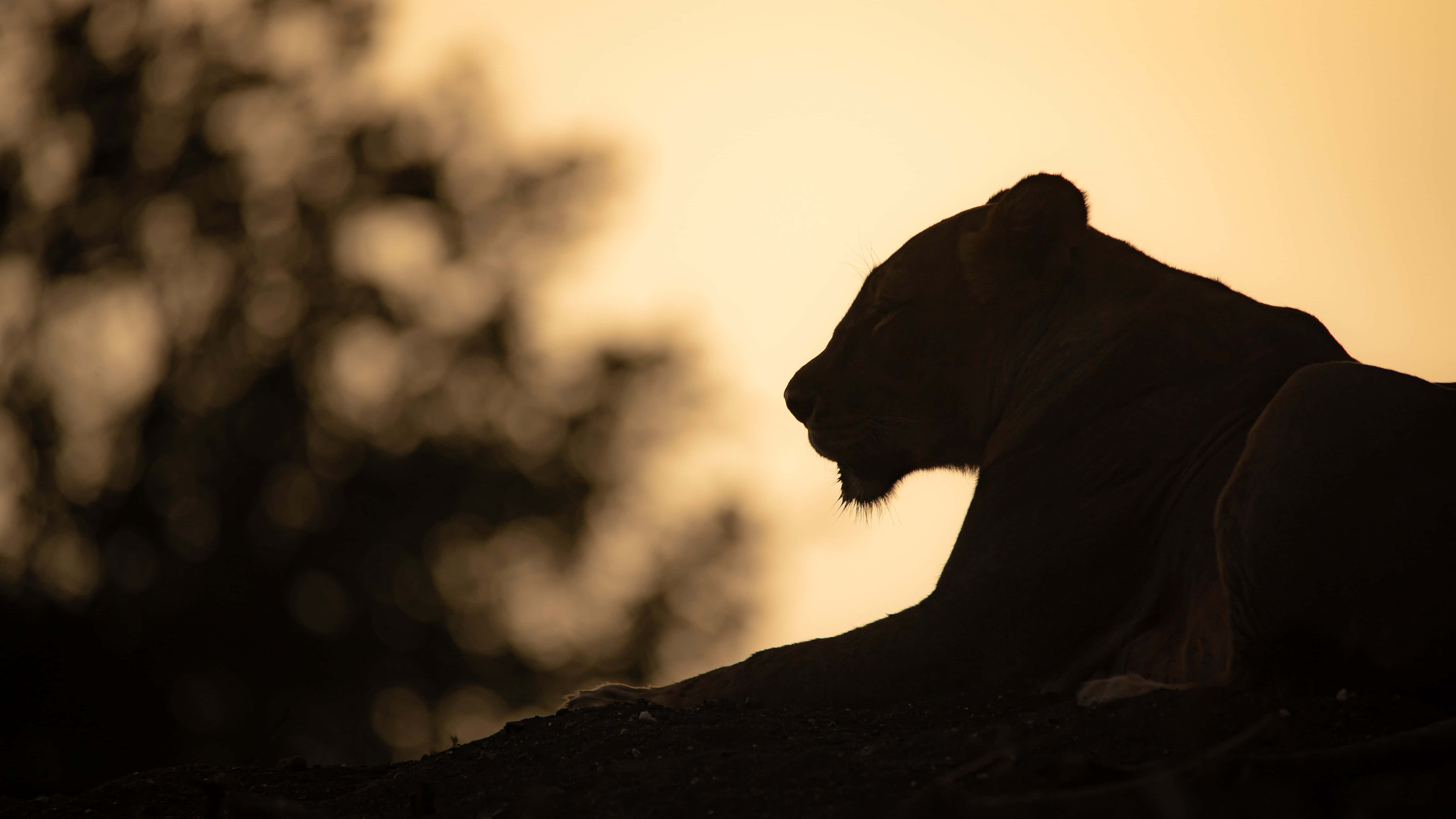 lioness, golden sunset, ridge, 5K Desktop Wallpaper