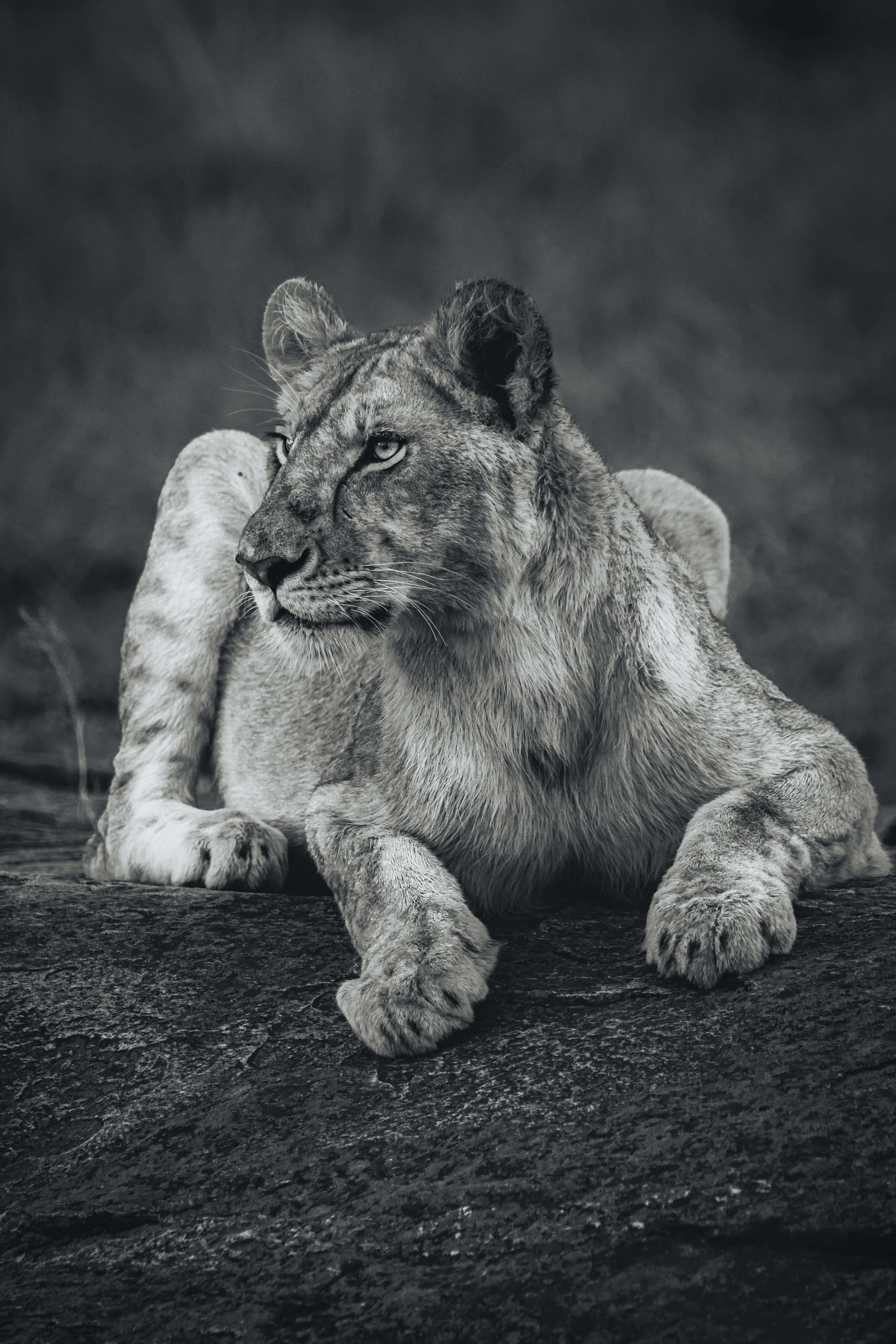 Lioness, grayscale, rugged rock, 5K Phone Wallpaper