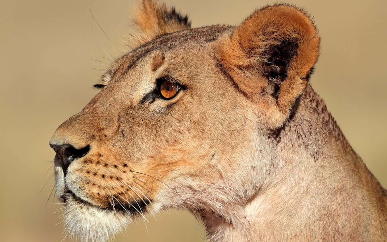 lioness, amber eyes, detailed fur, HD Desktop Wallpaper