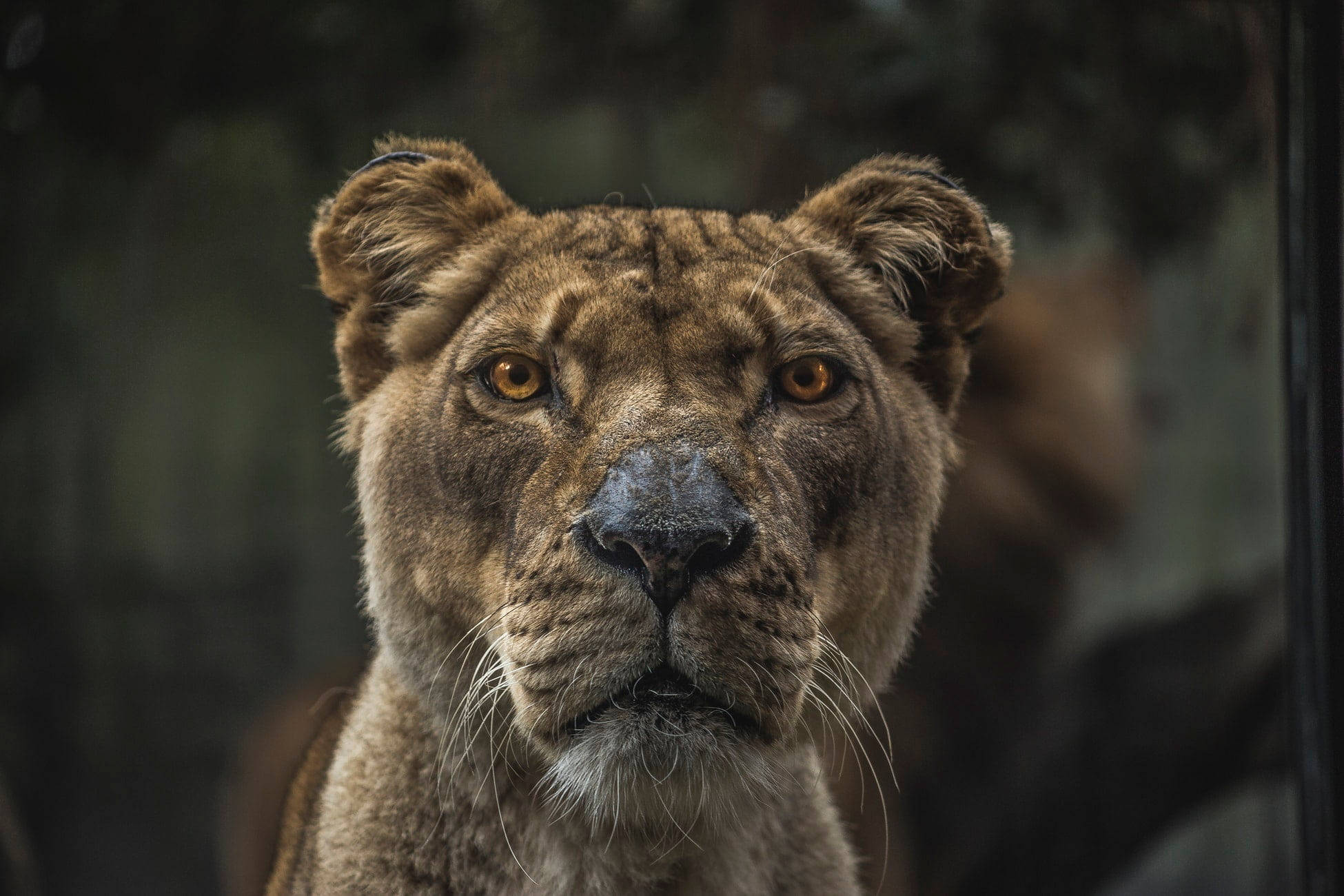 lioness, golden eyes, natural backdrop, Full HD Desktop Wallpaper