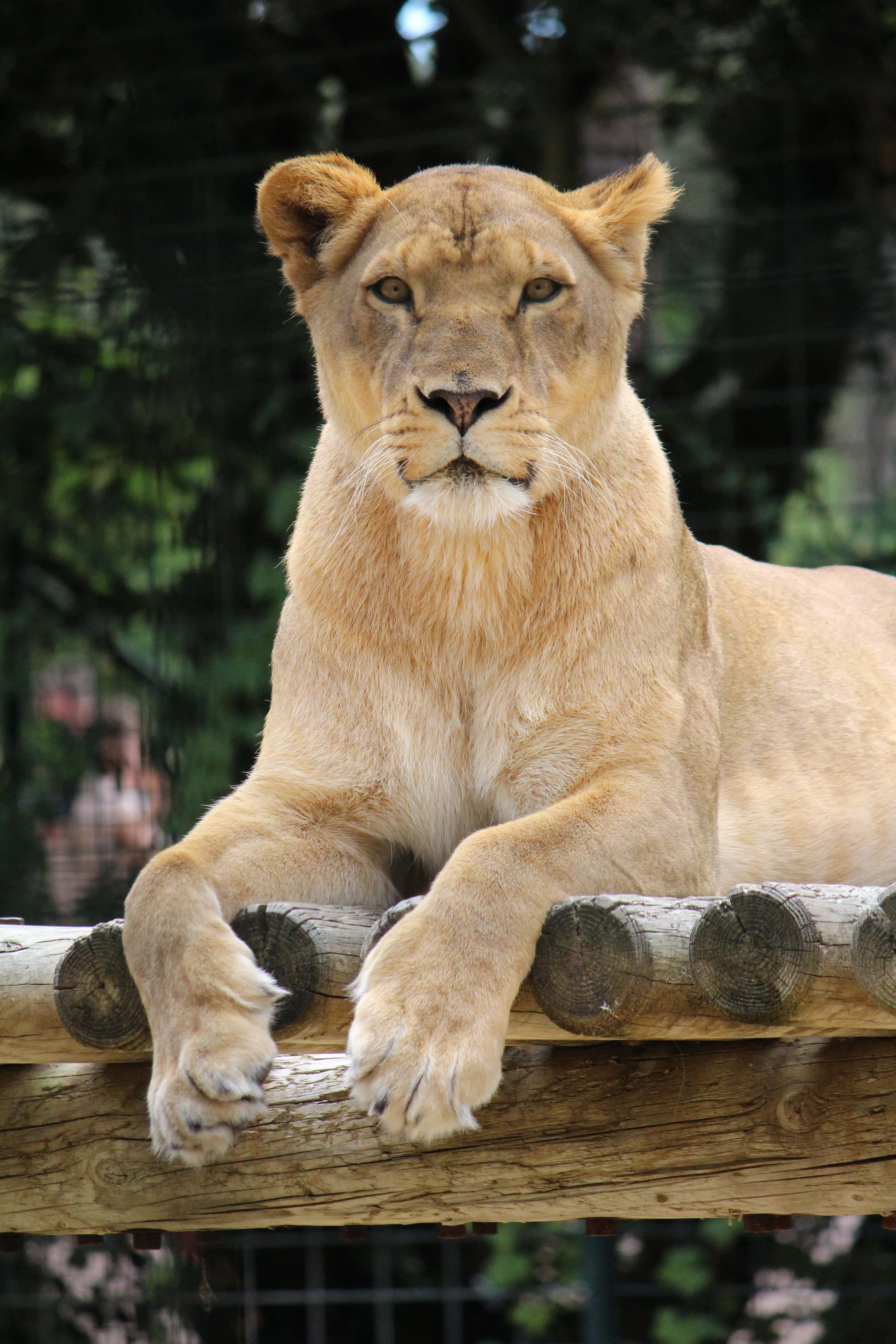 Lioness, golden eyes, wooden beam, 5K Phone Wallpaper
