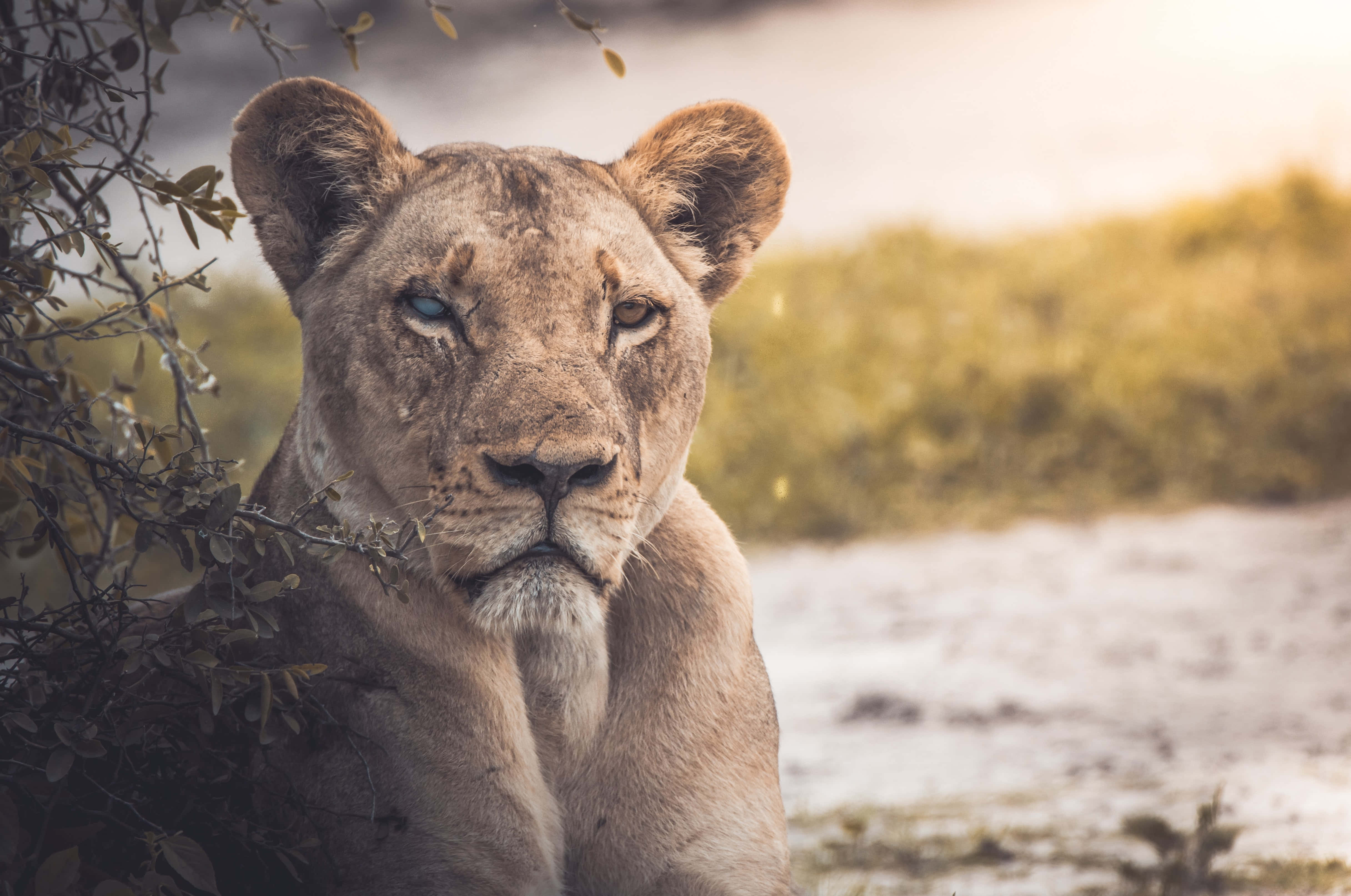 Lioness, river, sunlit savanna, 4K Desktop Wallpaper