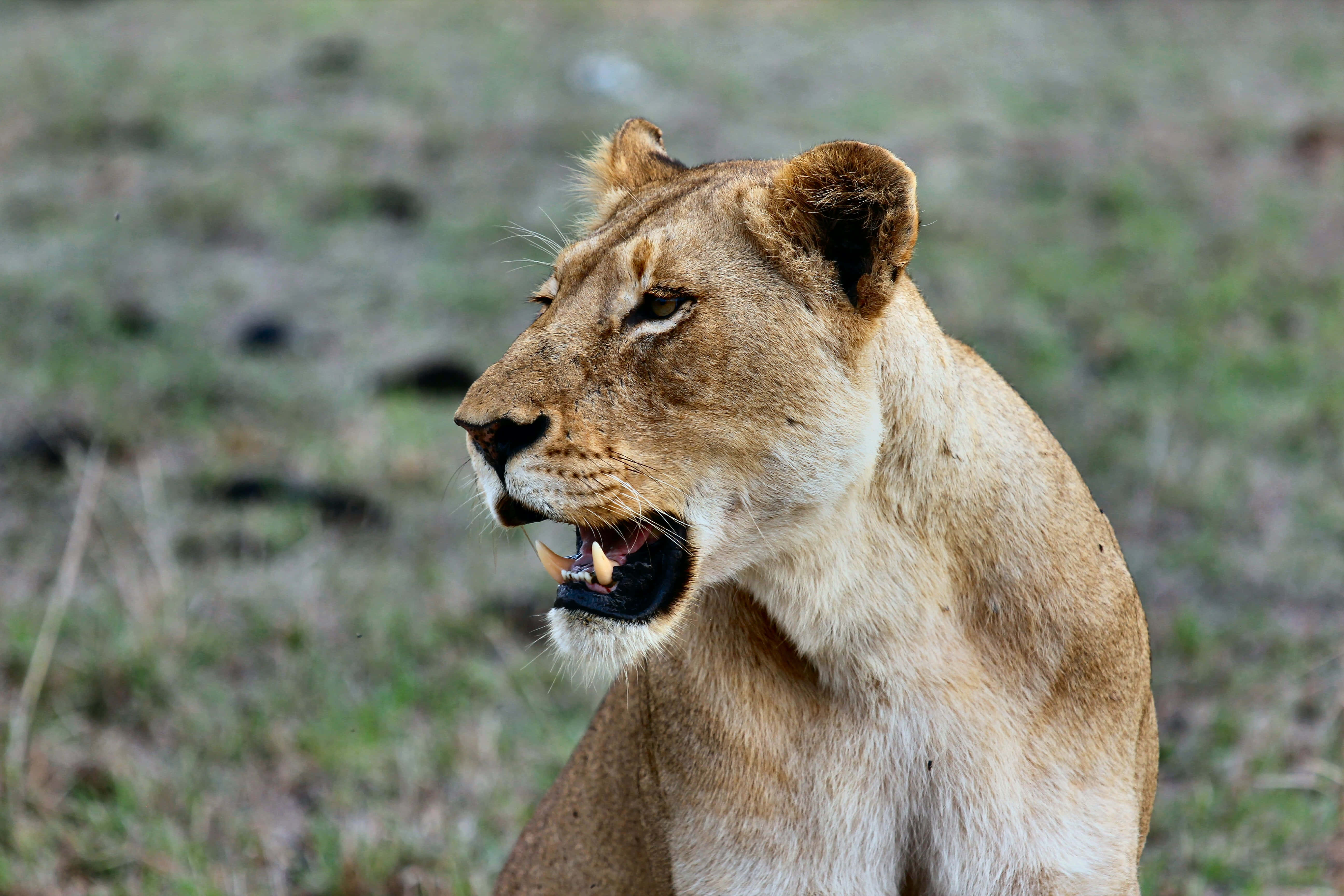 lioness, grassy savanna, golden fur, 5K Desktop Wallpaper