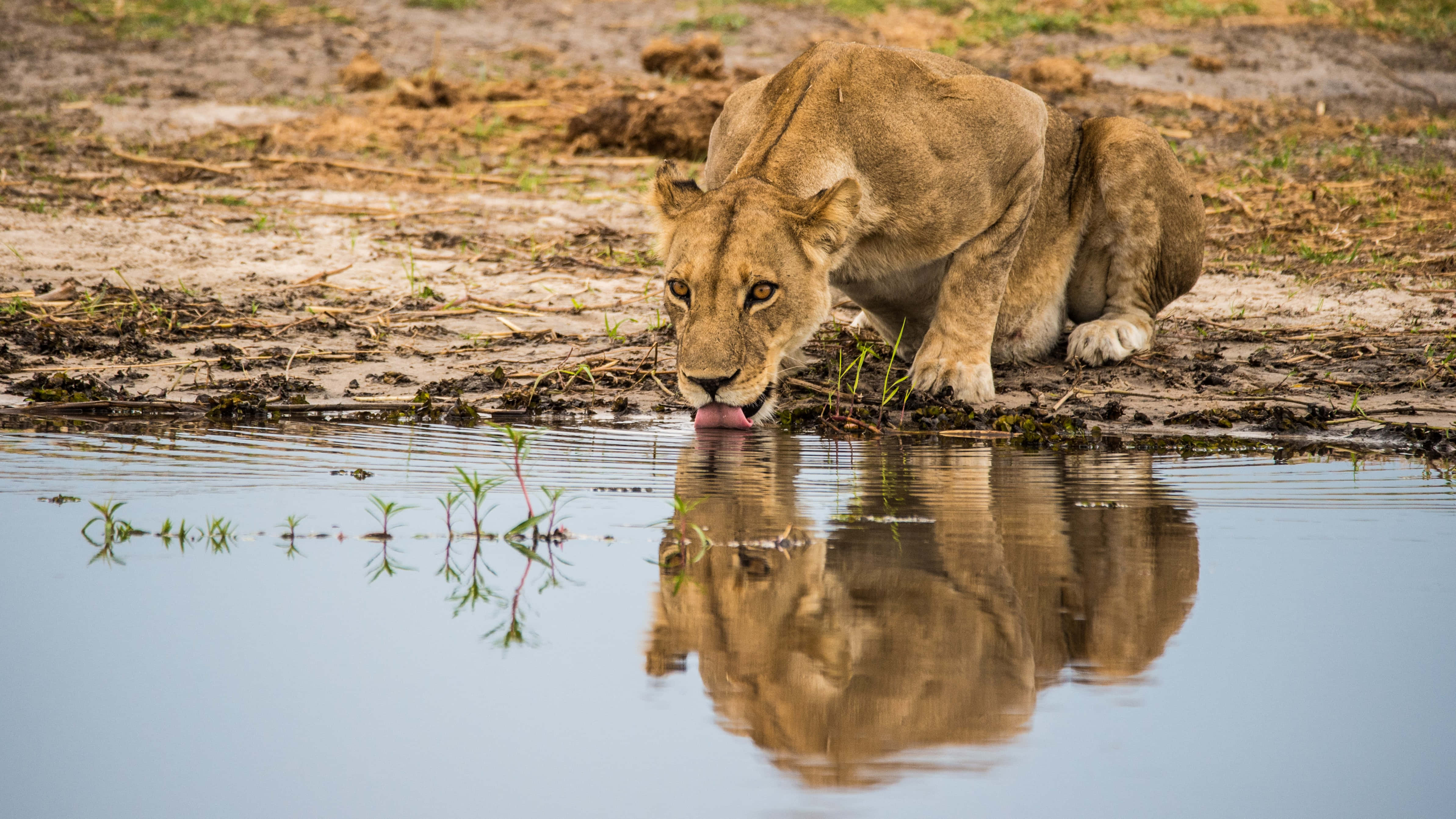 Lioness, river, waterhole, 4K Desktop Wallpaper