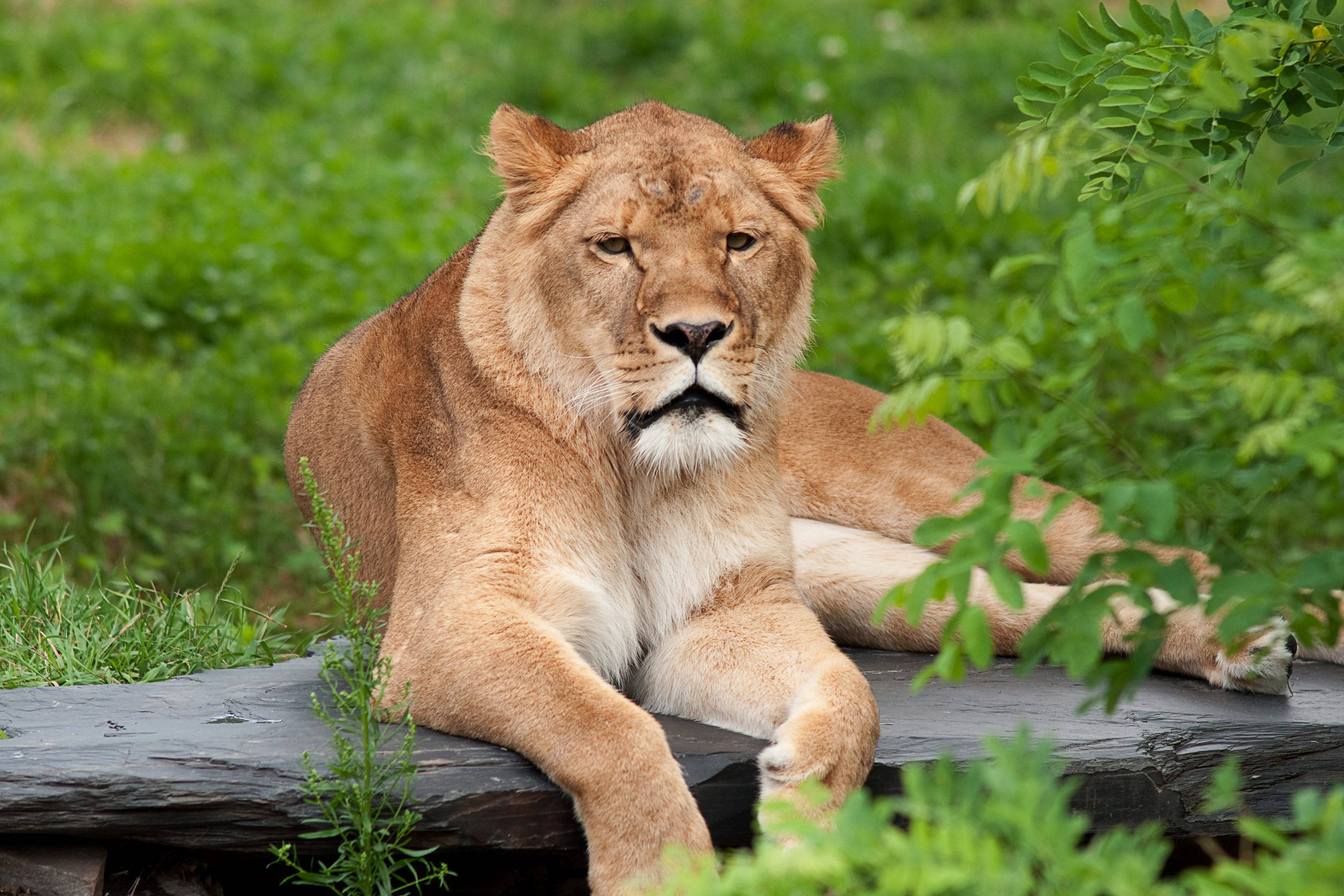 lioness, mossy log, lush green foliage, 2K Desktop Wallpaper