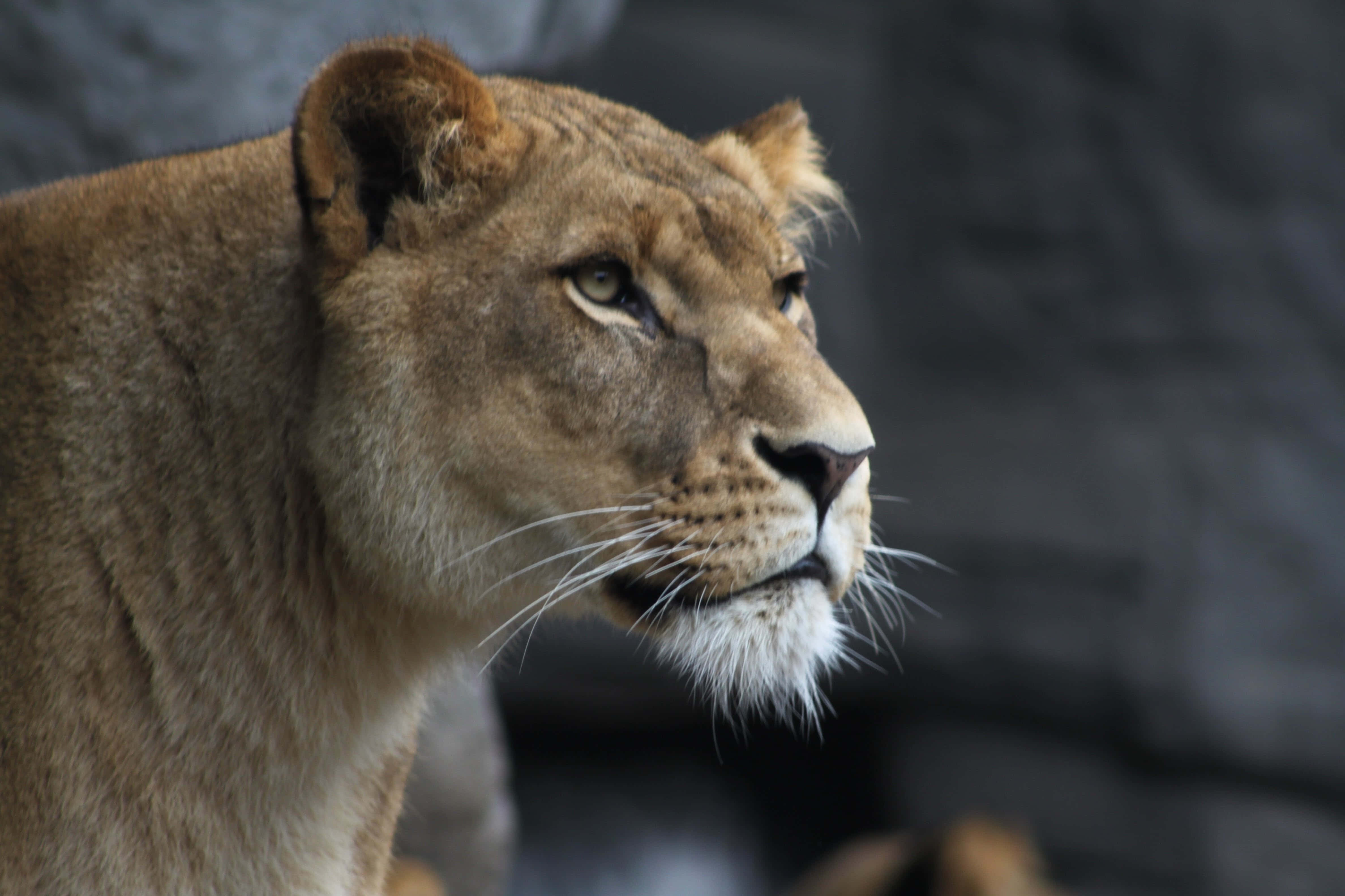 Lioness, close-up, profile, 4K Desktop Wallpaper