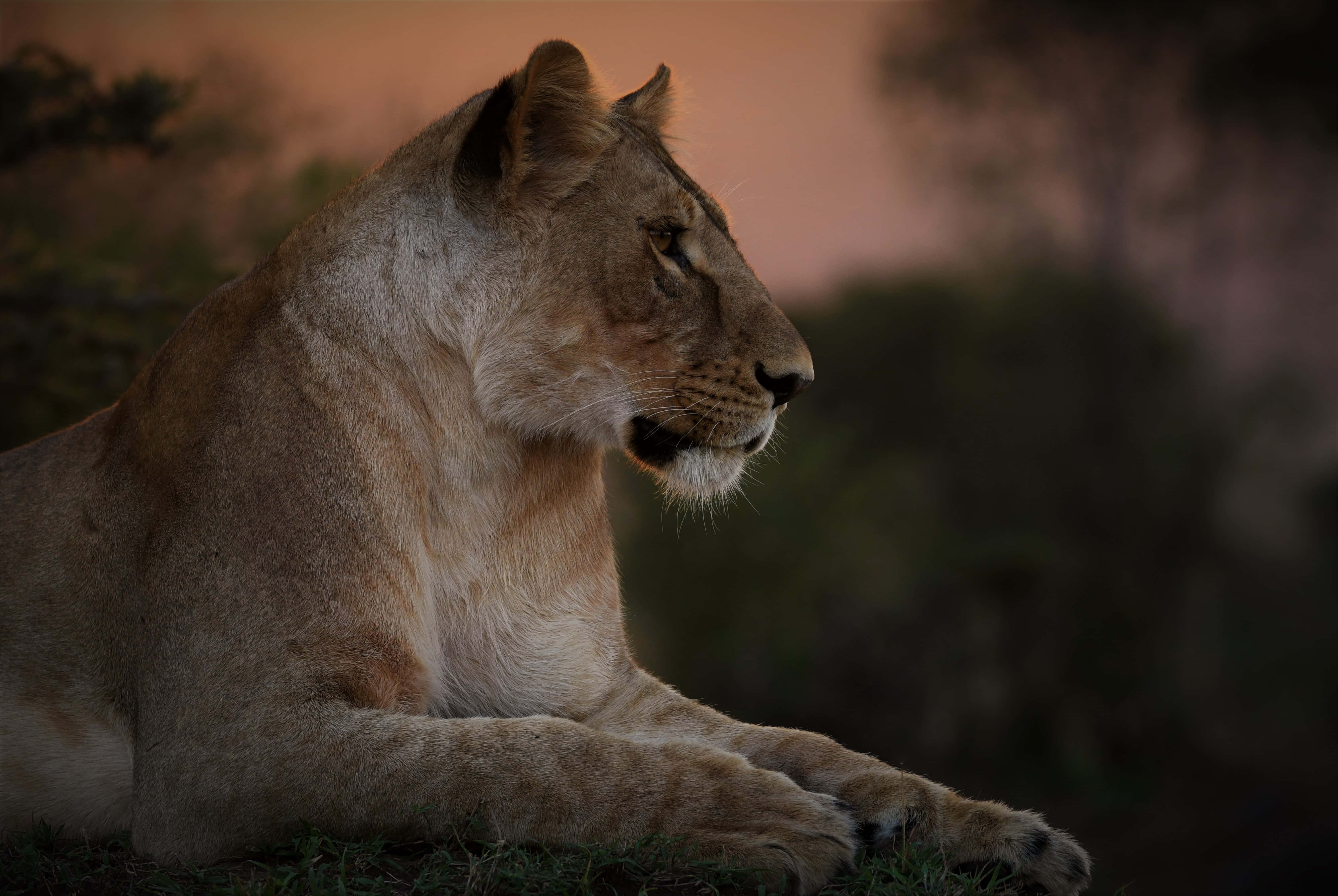 Lioness, Sunset, Twilight light, 5K Desktop Wallpaper