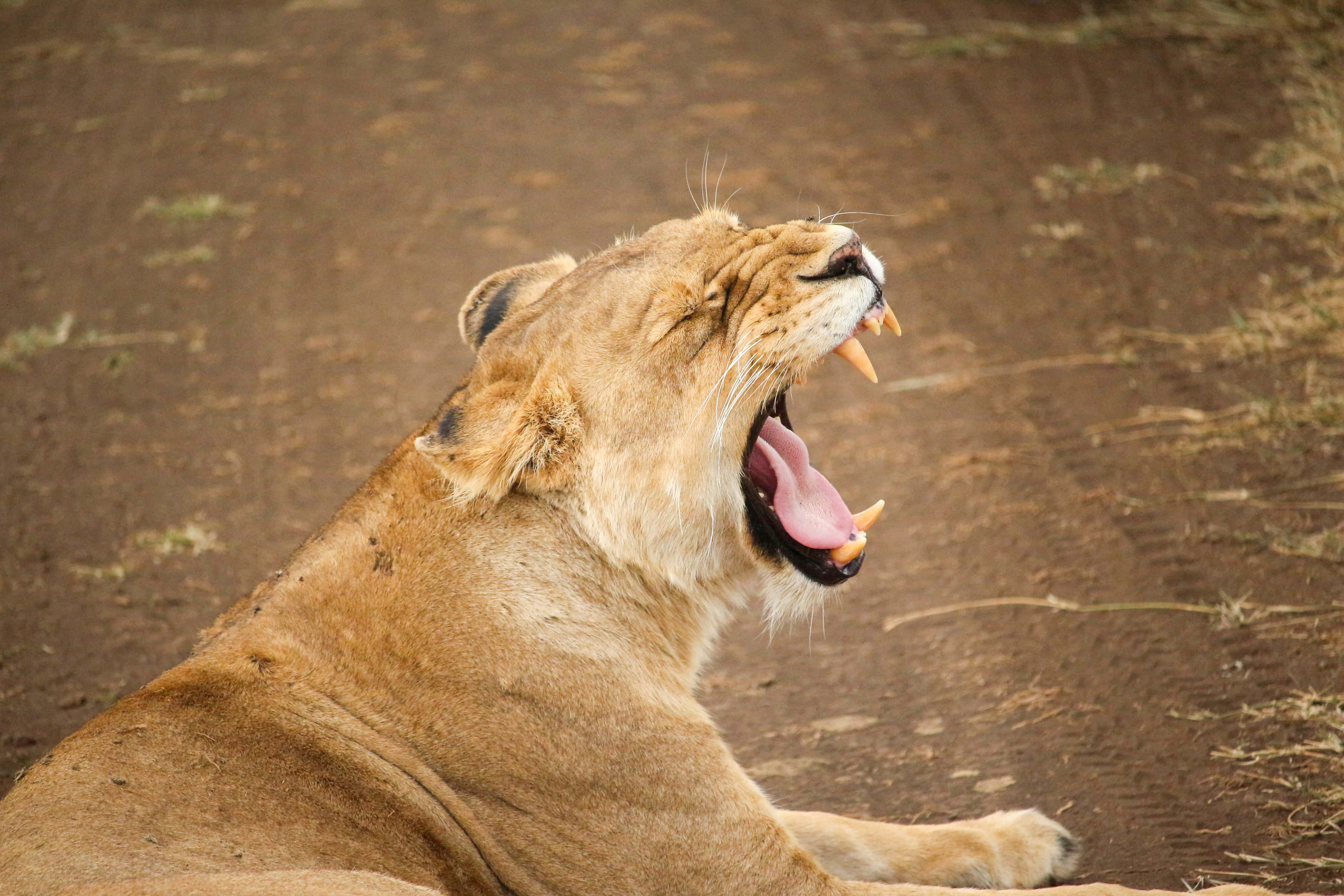 lioness, yawning, sharp teeth, 5K Desktop Wallpaper