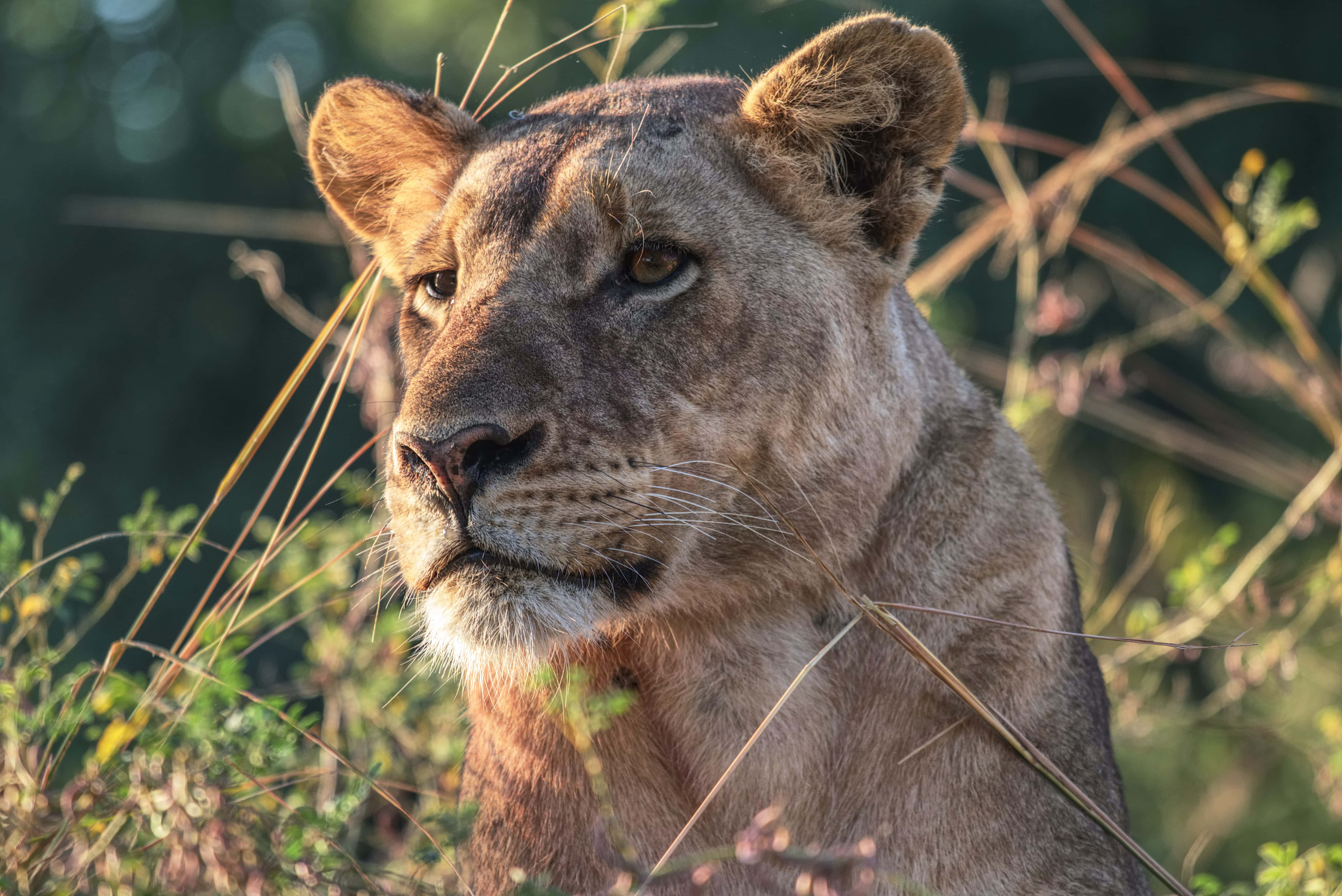 Lioness, savanna, sunlit grasses, 5K Desktop Wallpaper