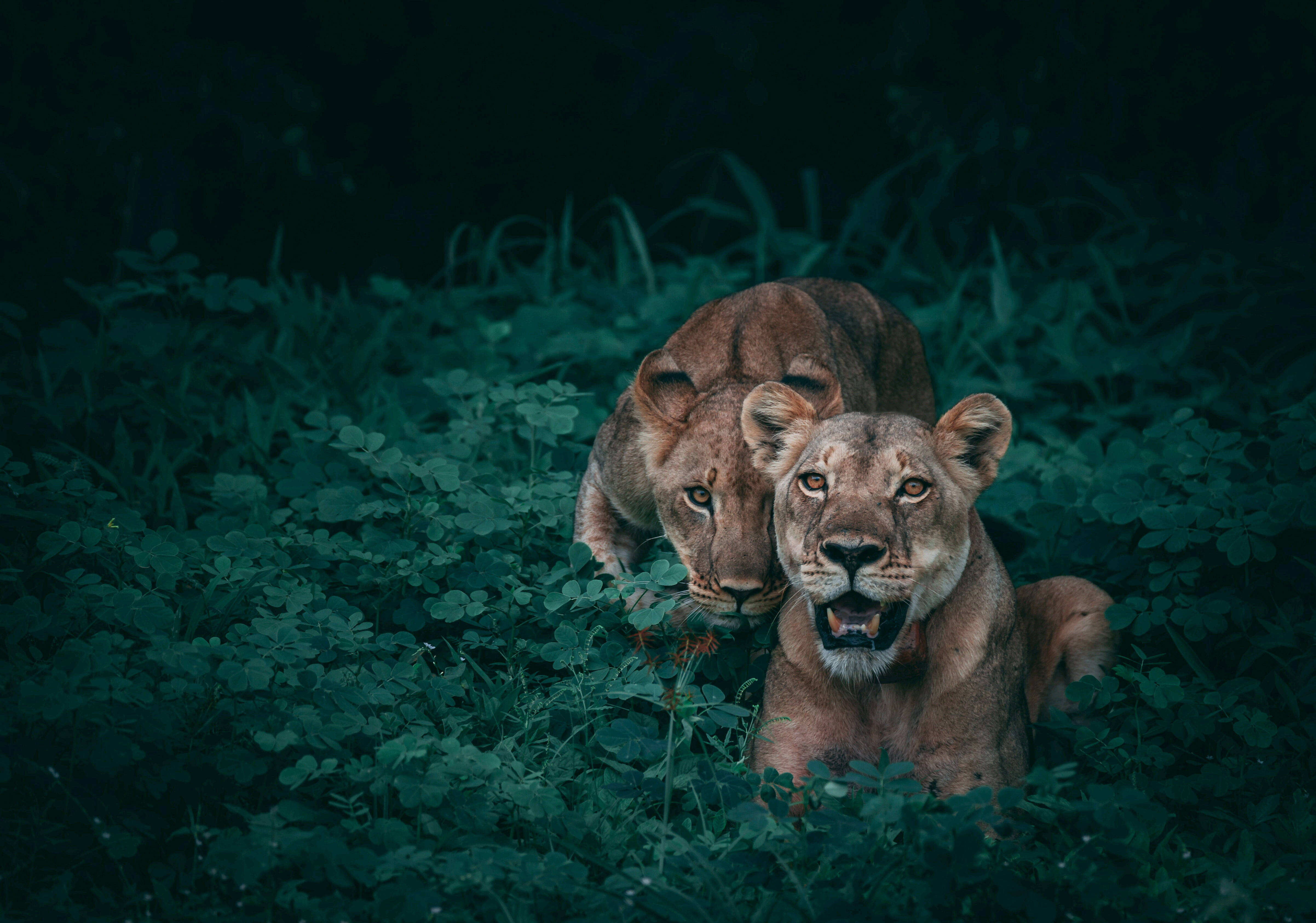 lioness, intense eyes, dense green foliage, 4K Desktop Wallpaper